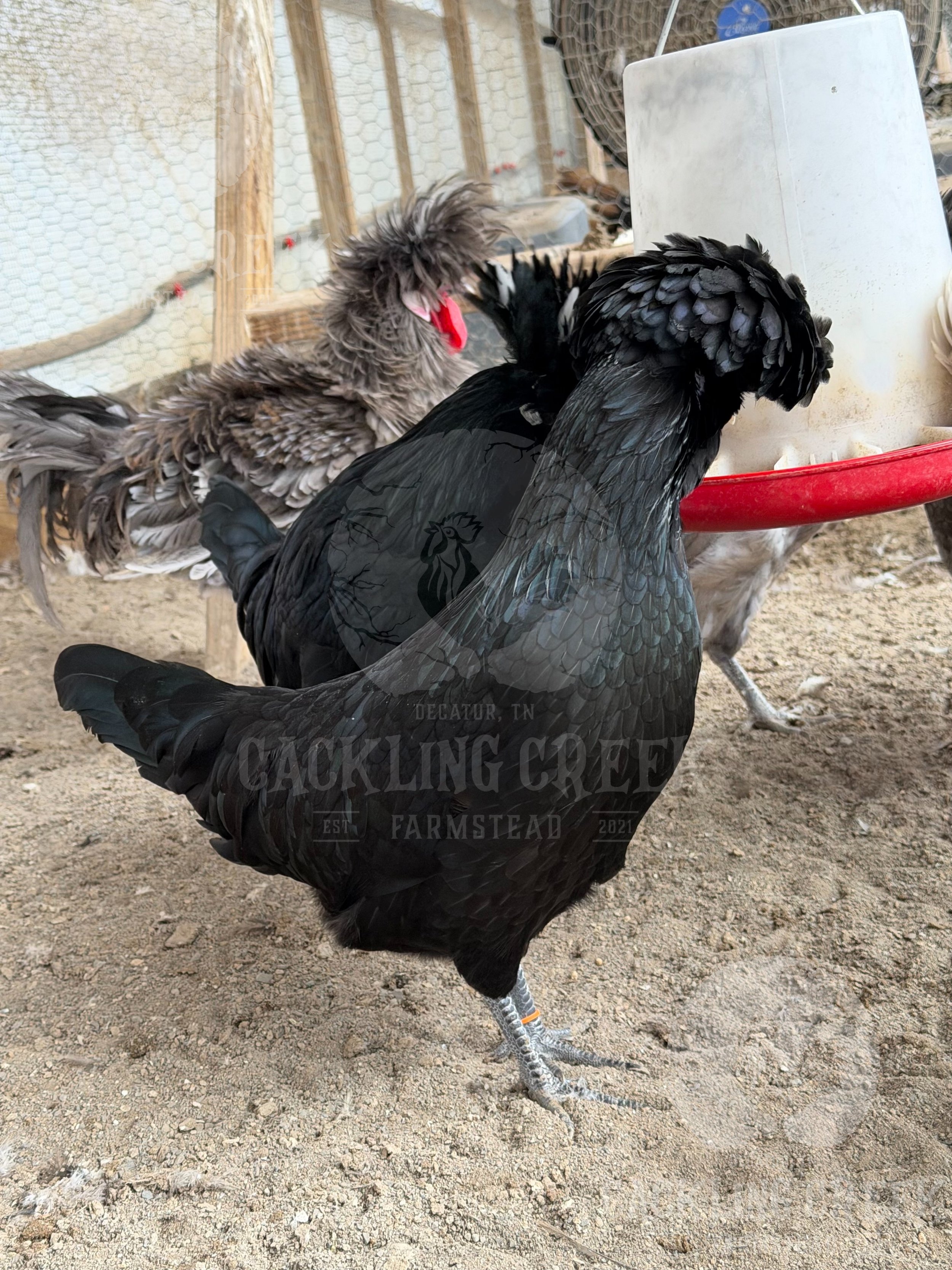 eZy Watermark_30-10-2025_01-06-10-6100PM.jpeg