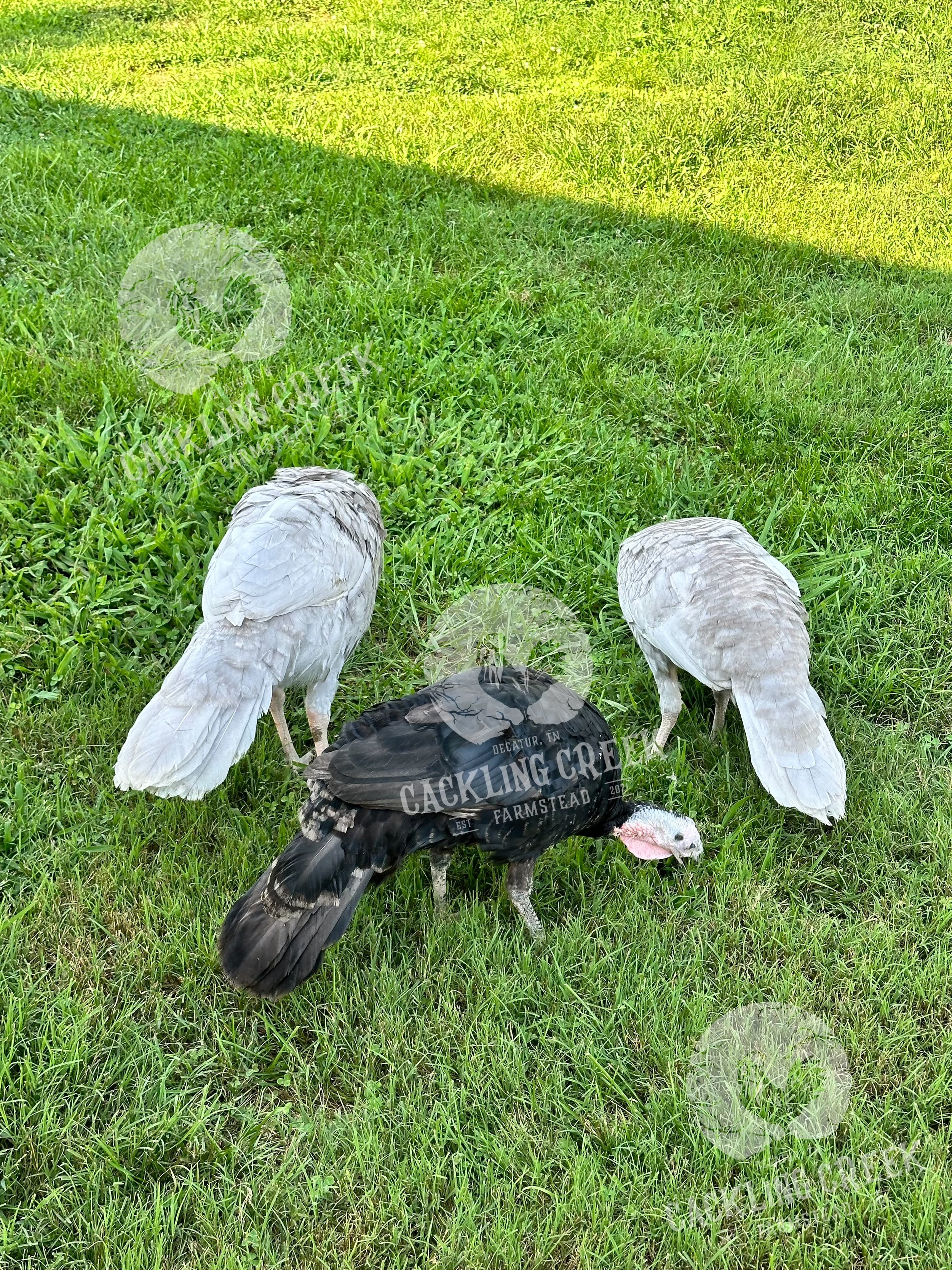 eZy Watermark_12-08-2024_11-16-52-7480PM.jpeg