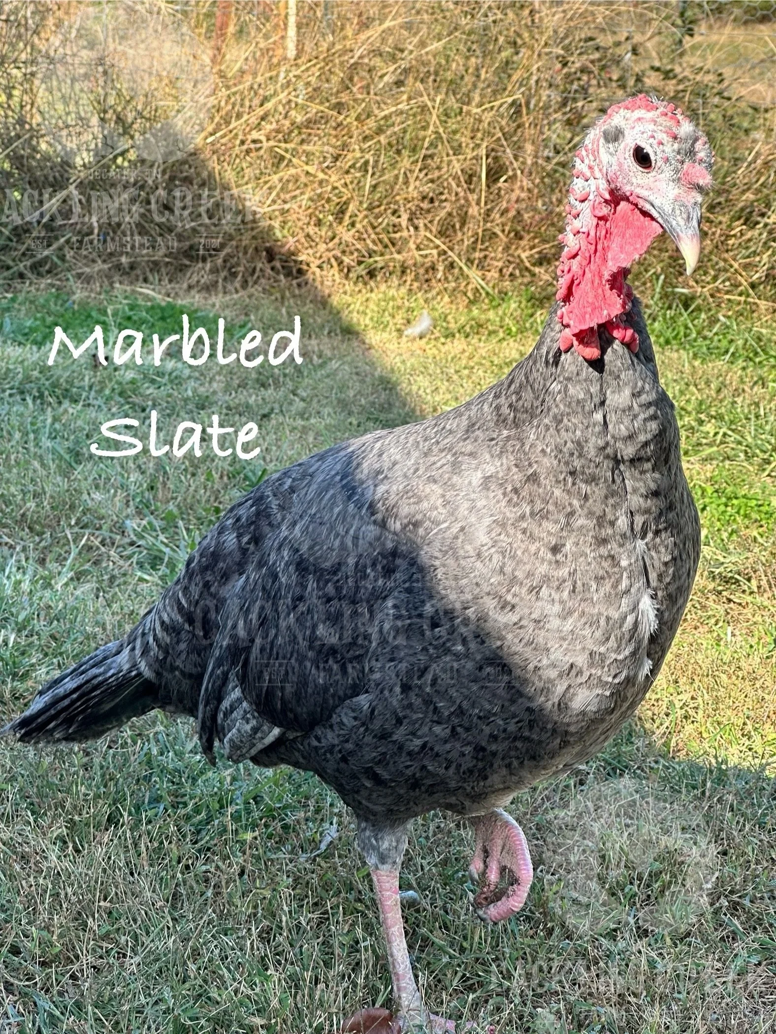 eZy Watermark_30-10-2025_09-54-27-2400AM.jpeg