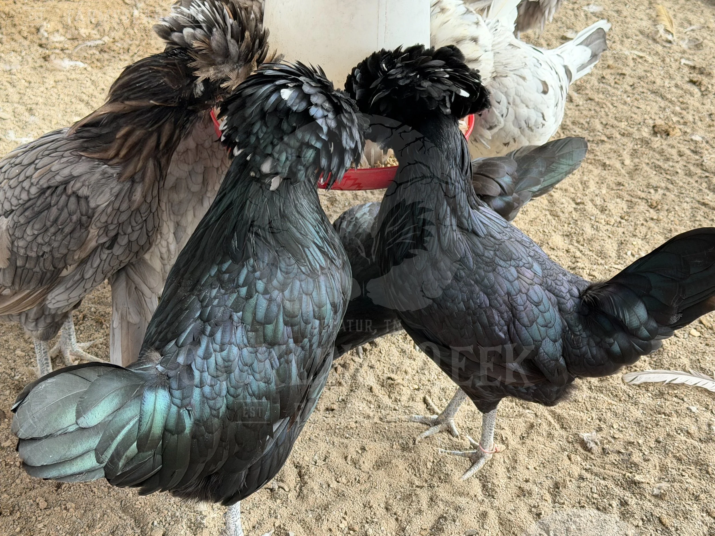 eZy Watermark_30-10-2025_01-06-08-8300PM.jpeg