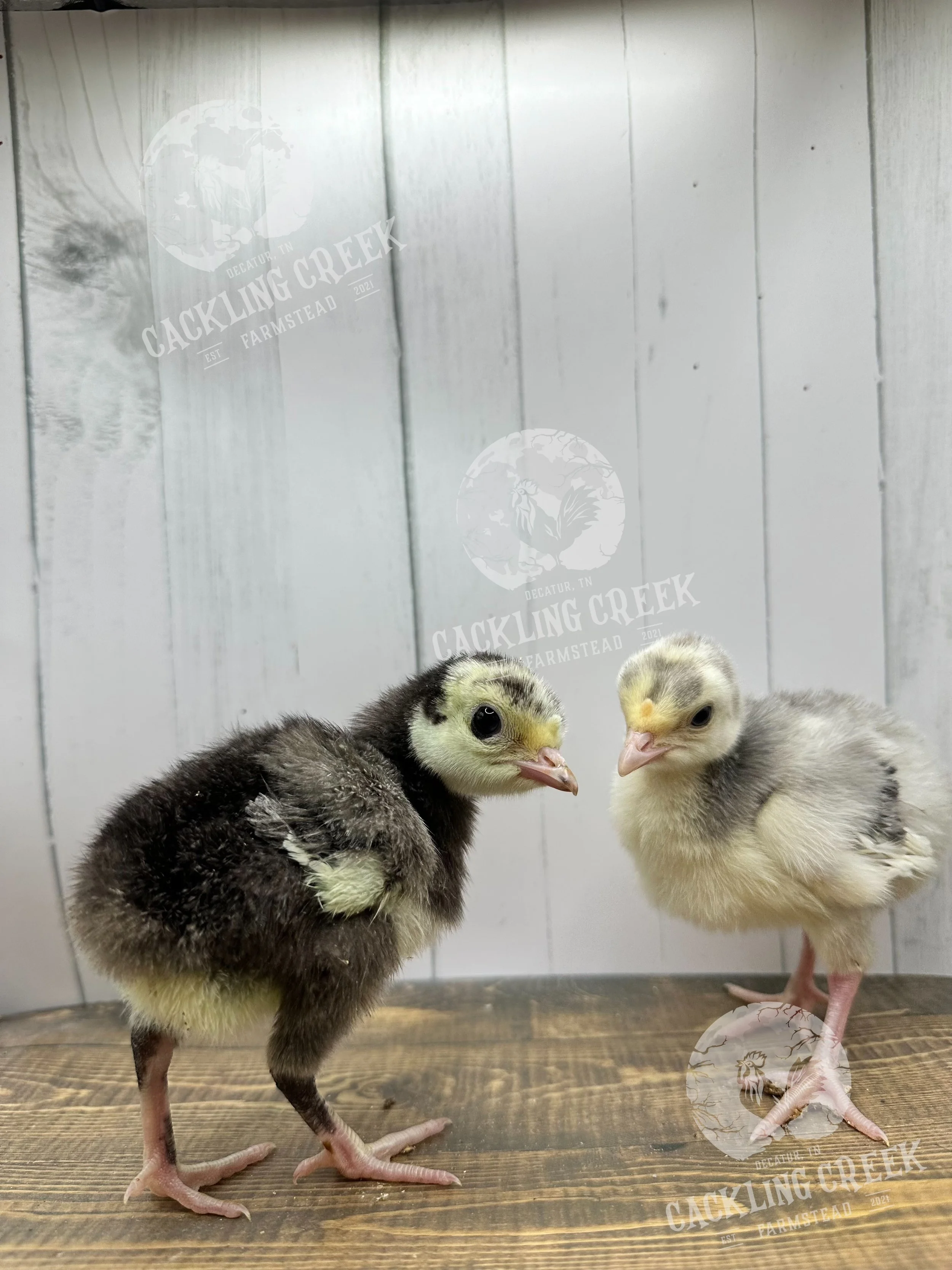 eZy Watermark_17-04-2024_02-35-23-8530PM.jpeg