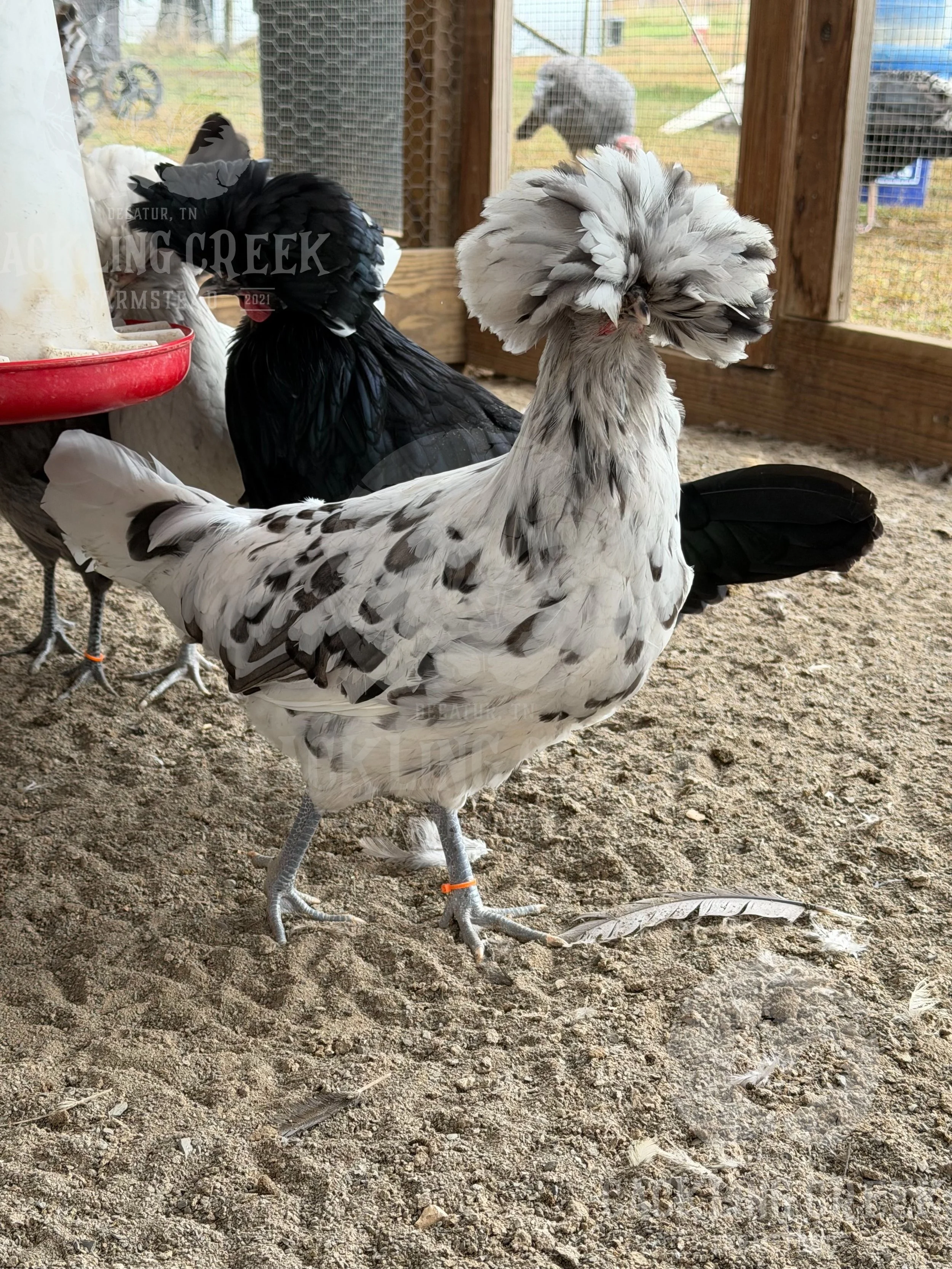 eZy Watermark_30-10-2025_01-06-12-4670PM.jpeg