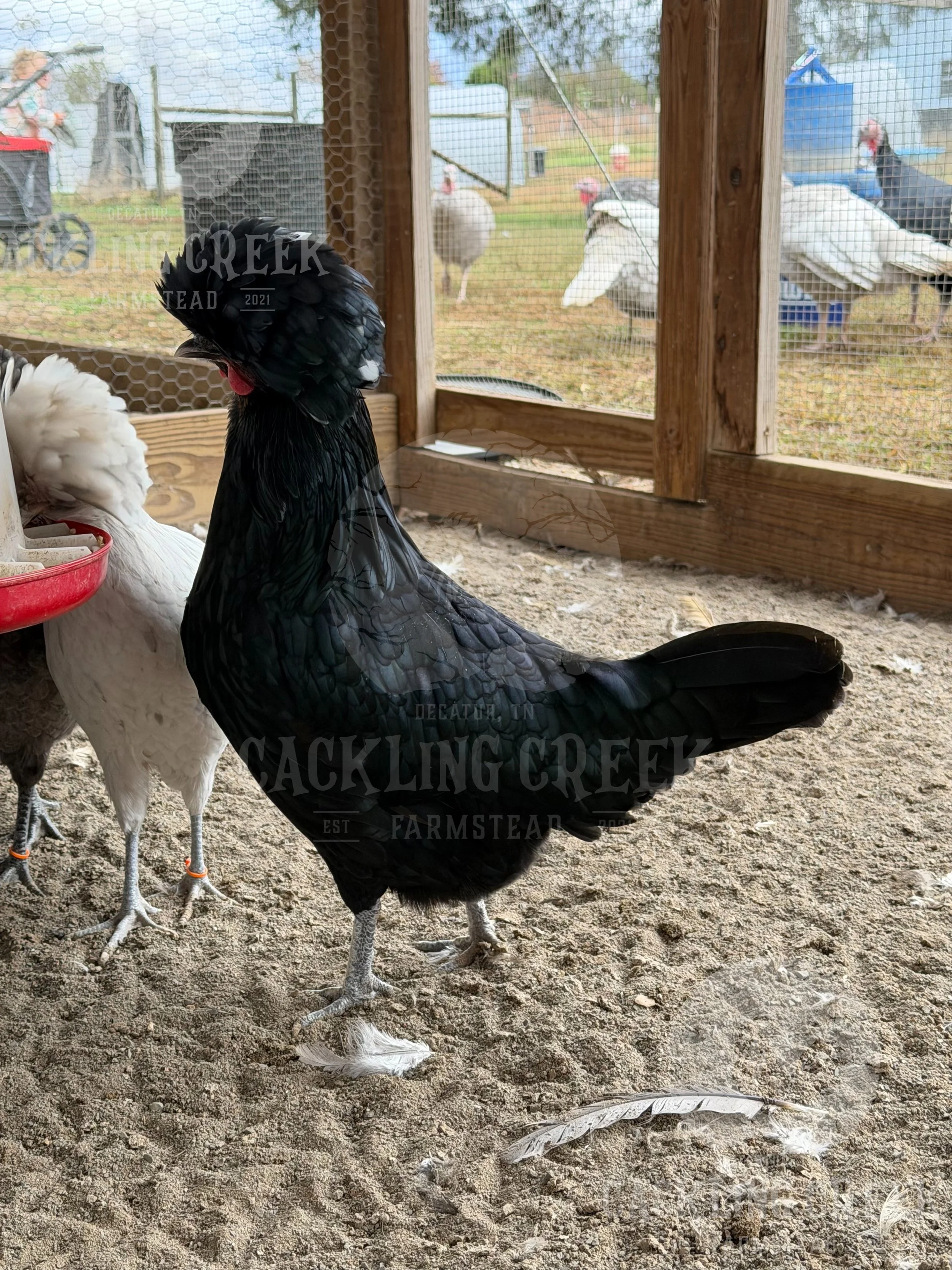 eZy Watermark_30-10-2025_01-06-12-9230PM.jpeg