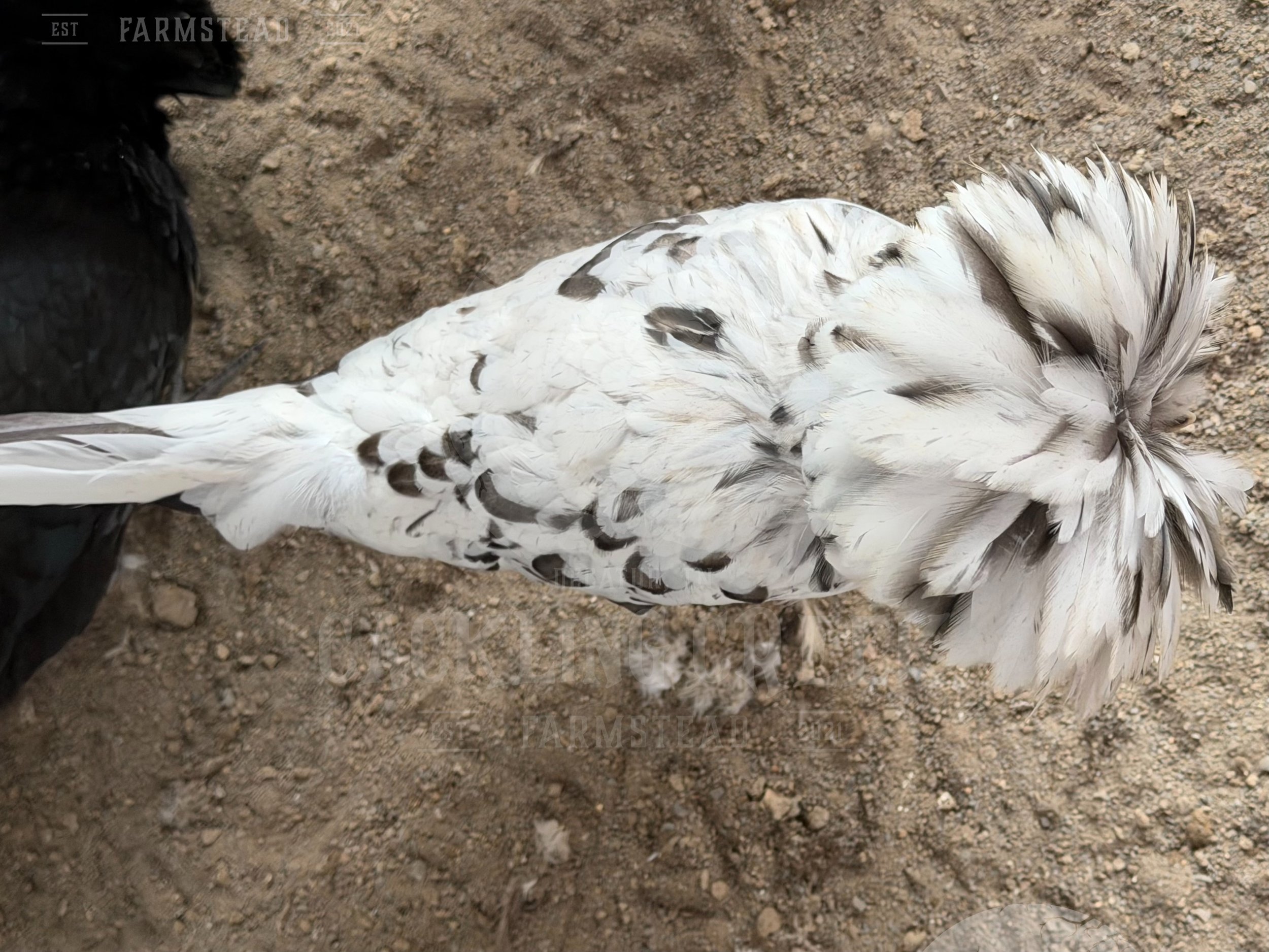 eZy Watermark_30-10-2025_01-06-09-6950PM.jpeg