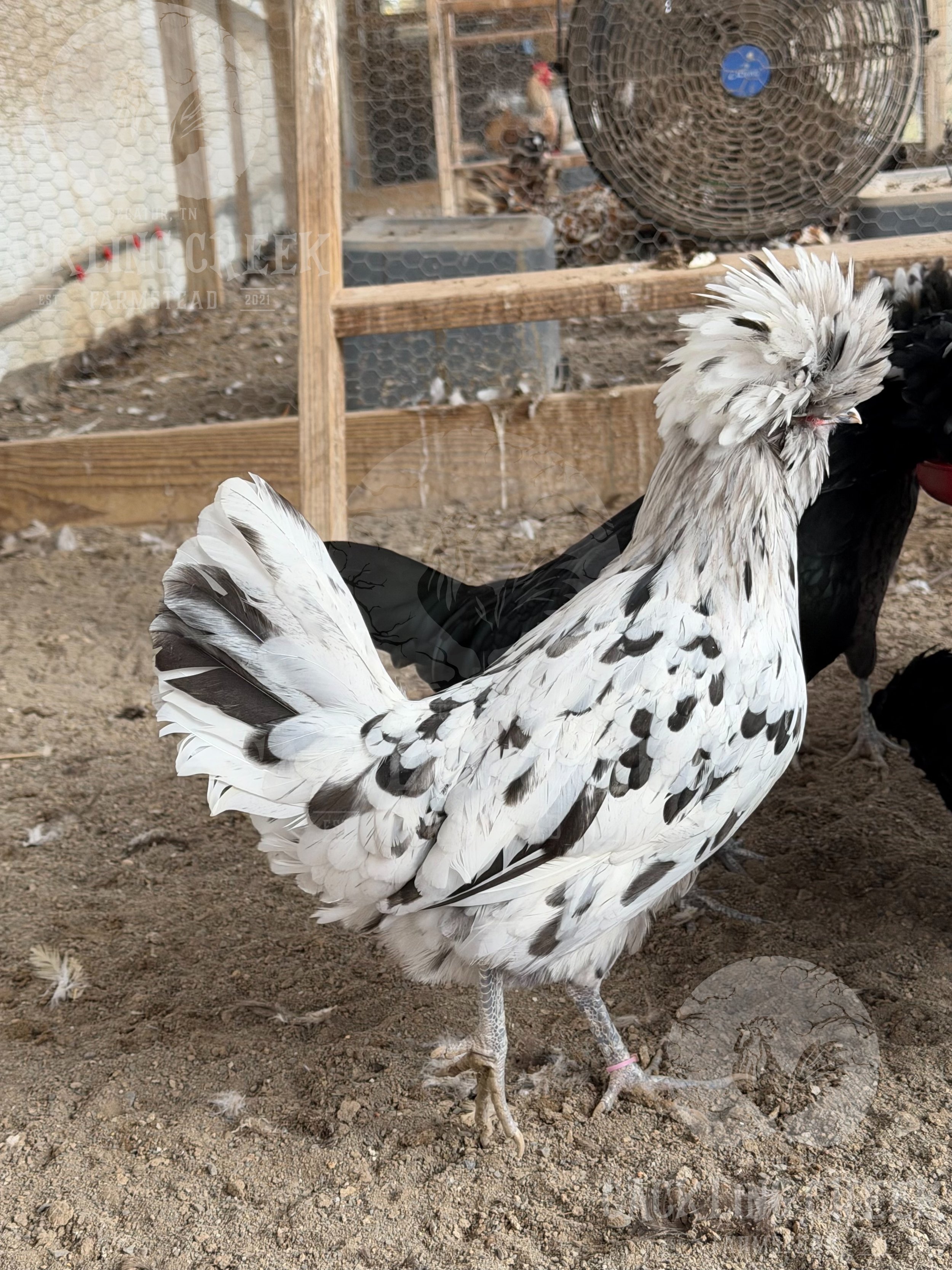 eZy Watermark_30-10-2025_01-06-13-3840PM.jpeg