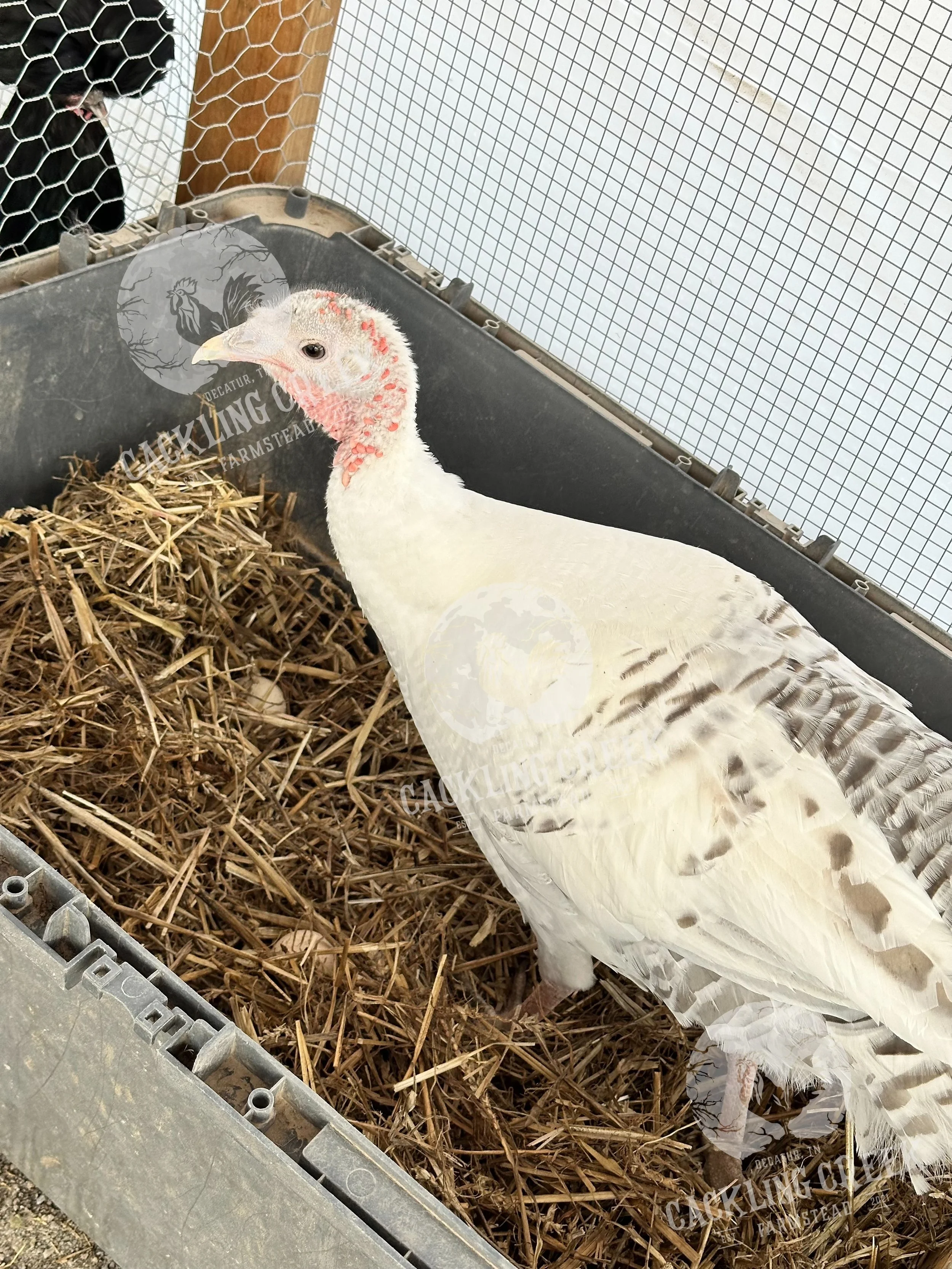 eZy Watermark_25-02-2024_07-35-35-7270PM.jpeg