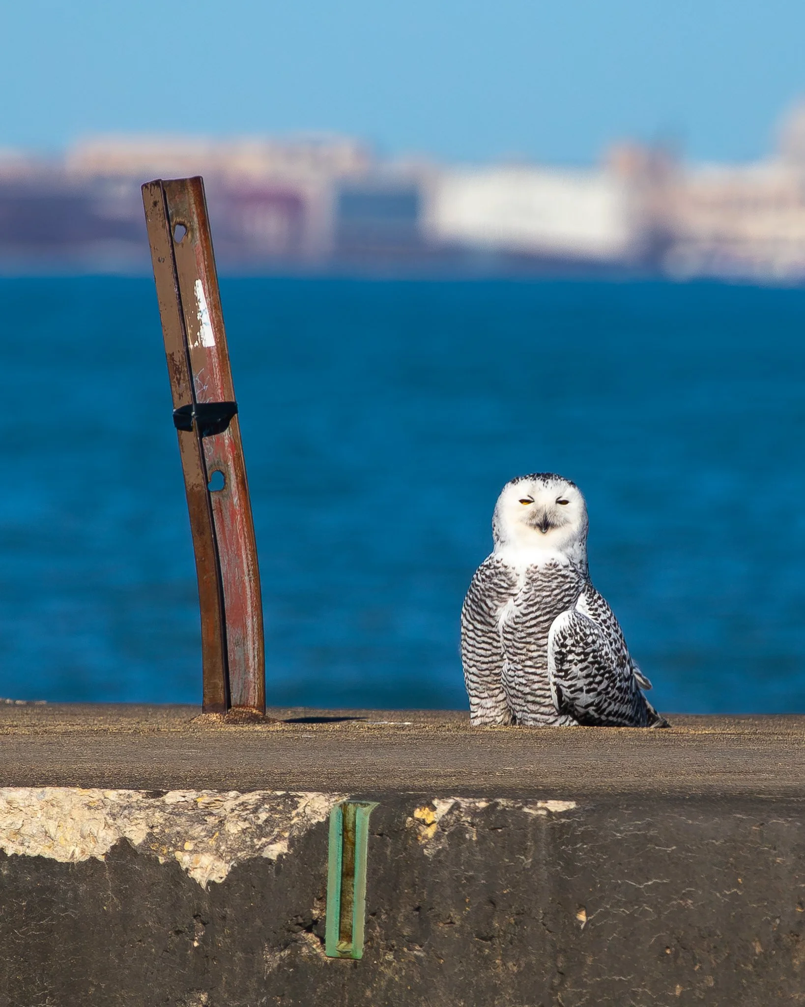 OWL6.jpg