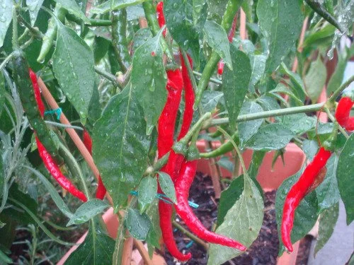 Cayenne