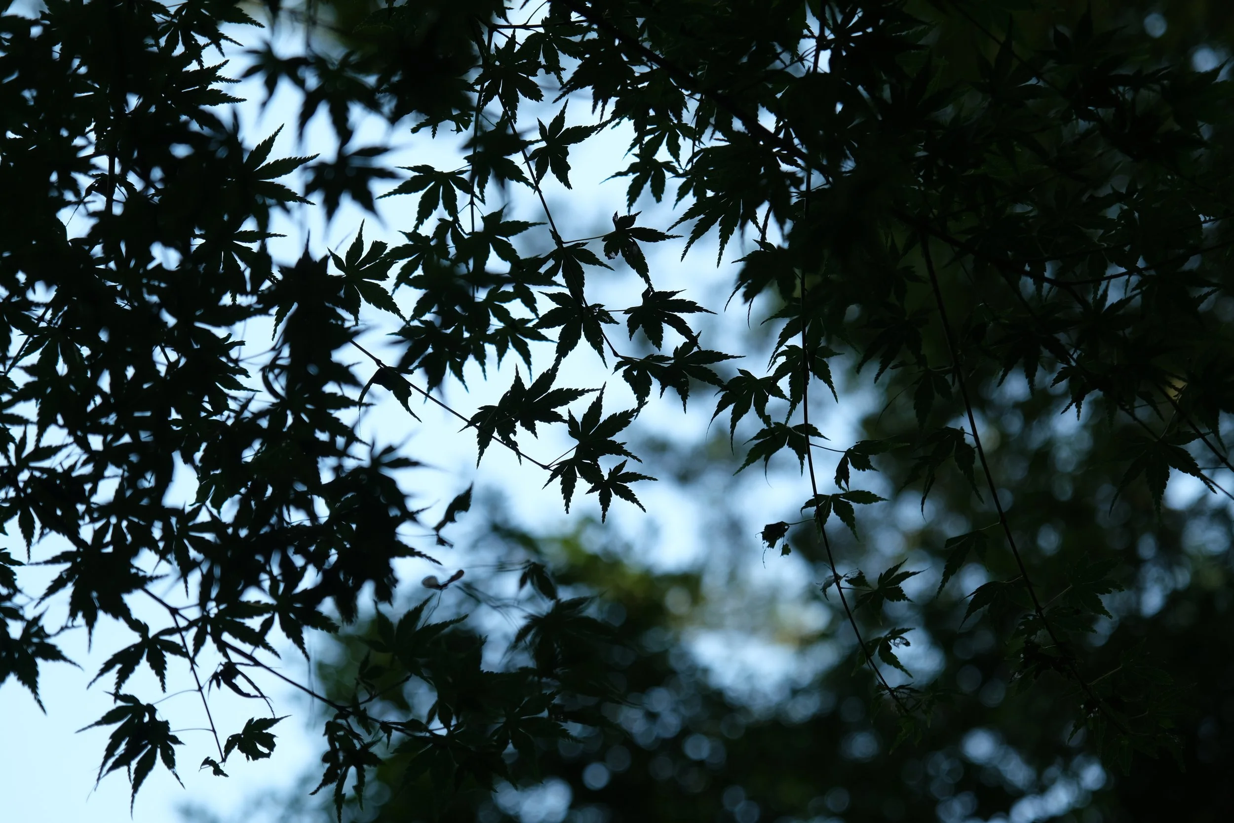 DSCF8083.JPG