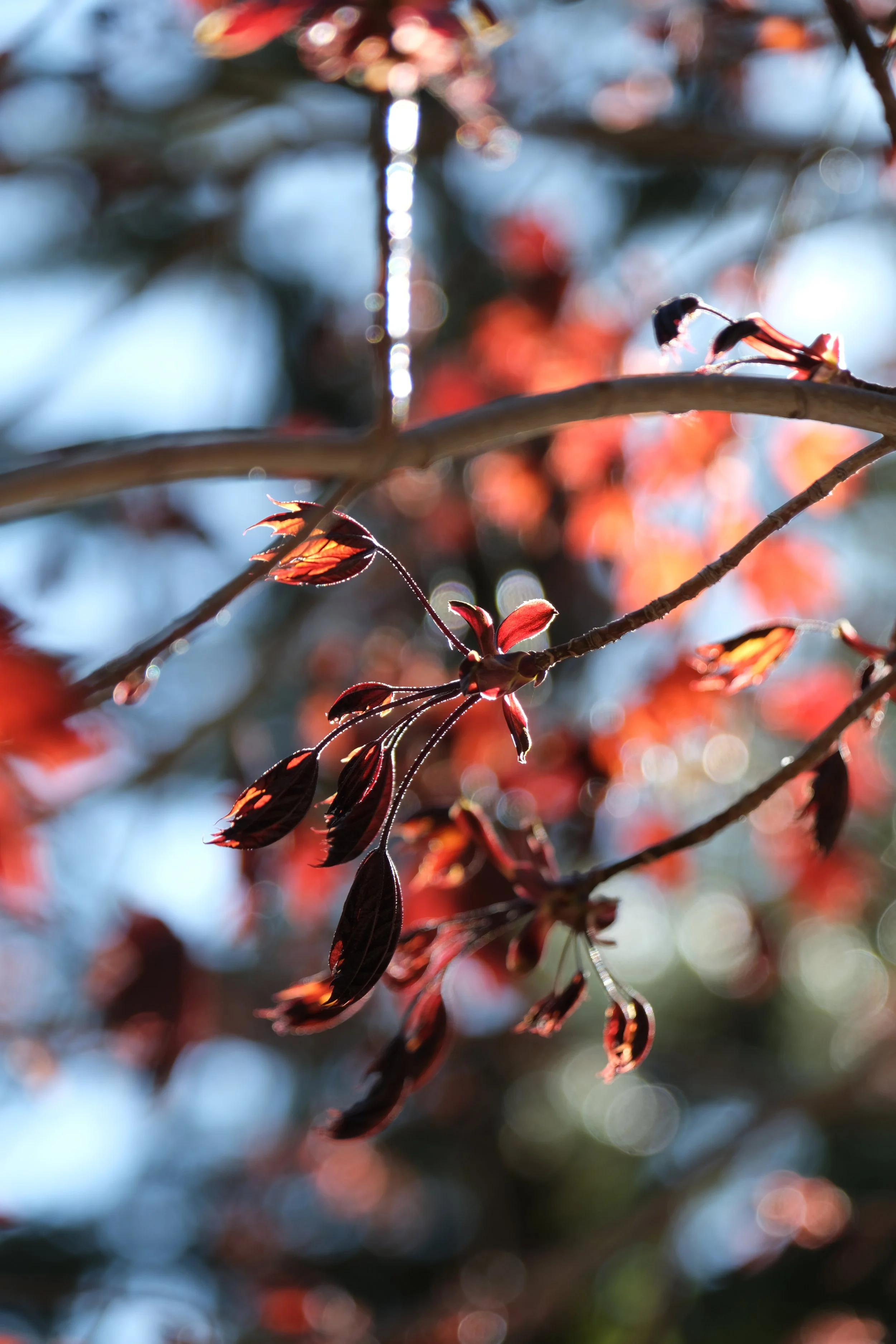 DSCF3706.JPG