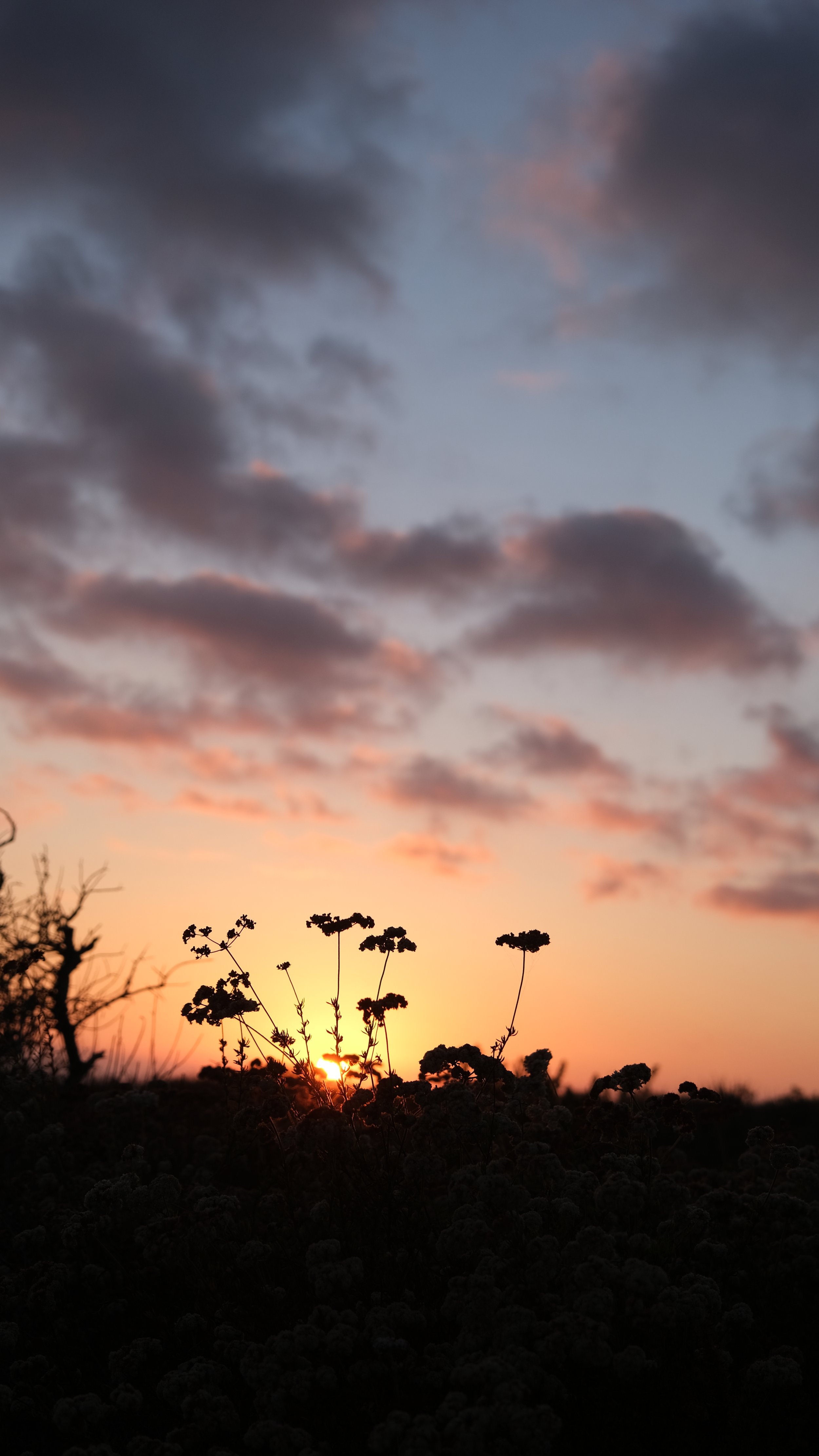 DSCF6564.JPG