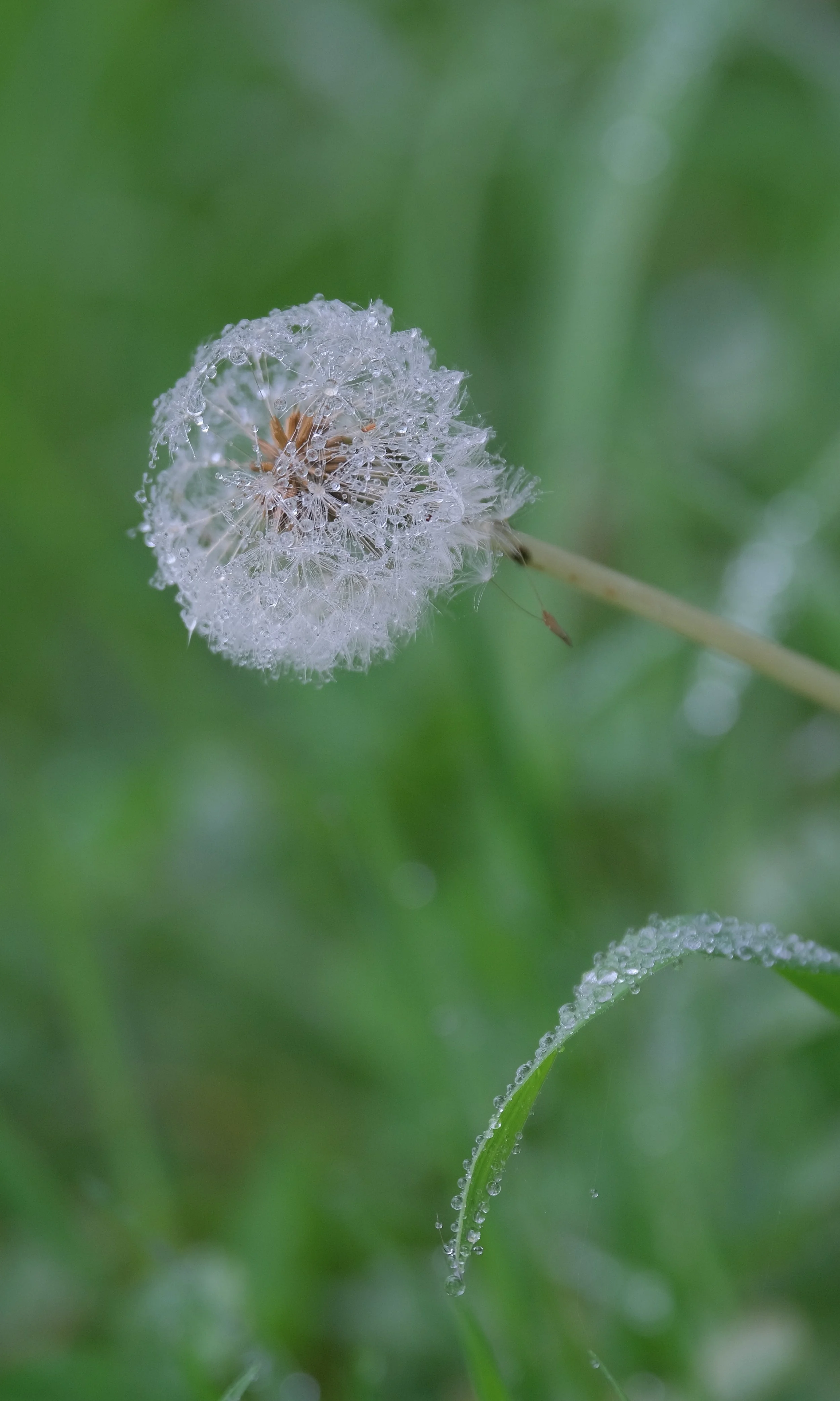 DSCF1690.JPG