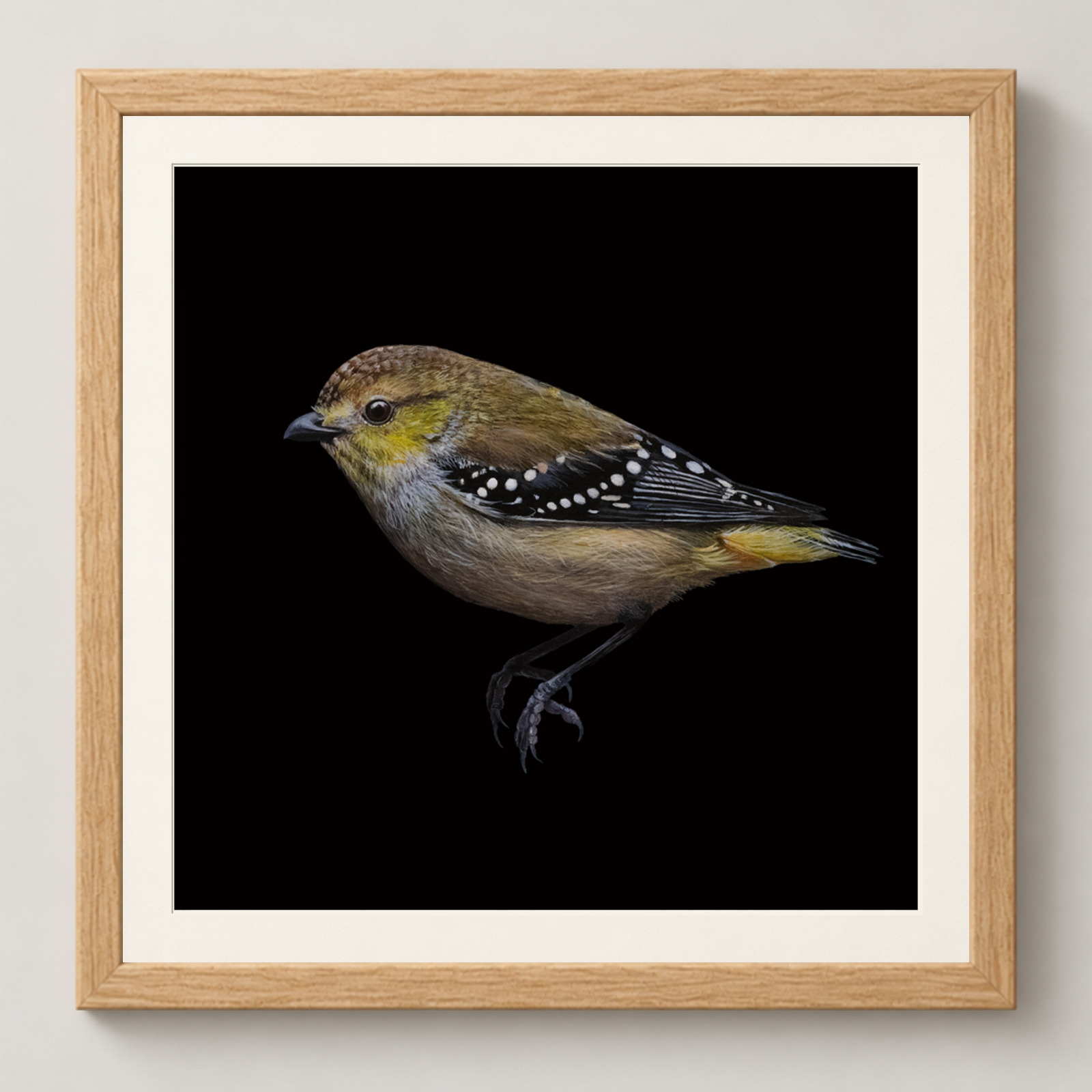 Forty-Spotted-Pardalote-Thicker-Oak.png