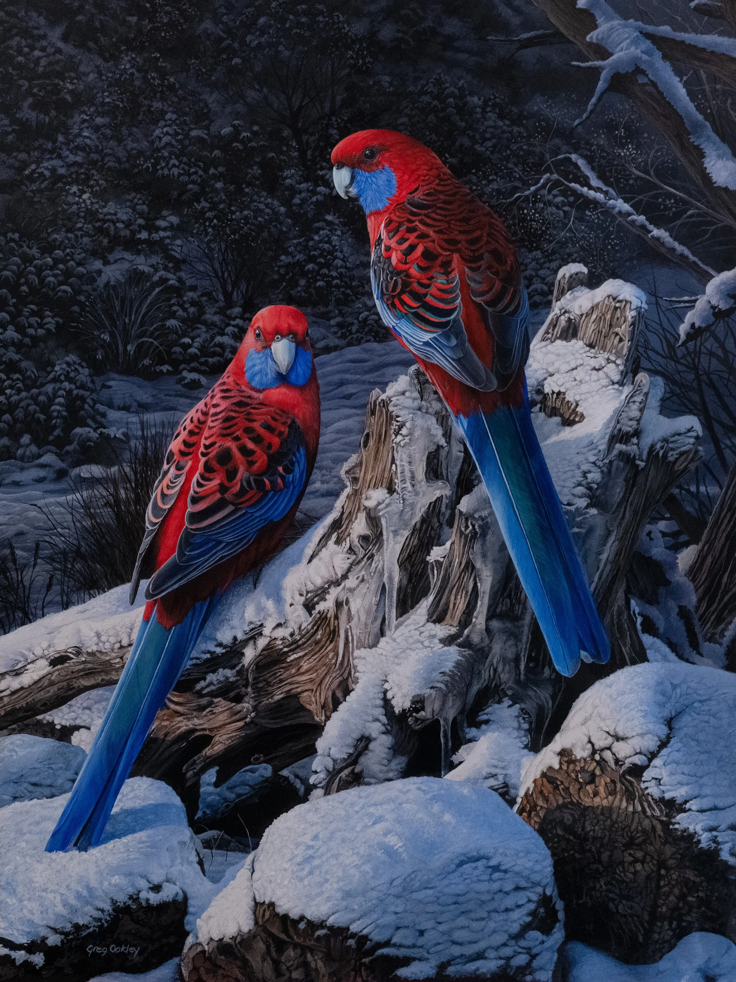 CRIMSON ROSELLASƒ copy.jpg