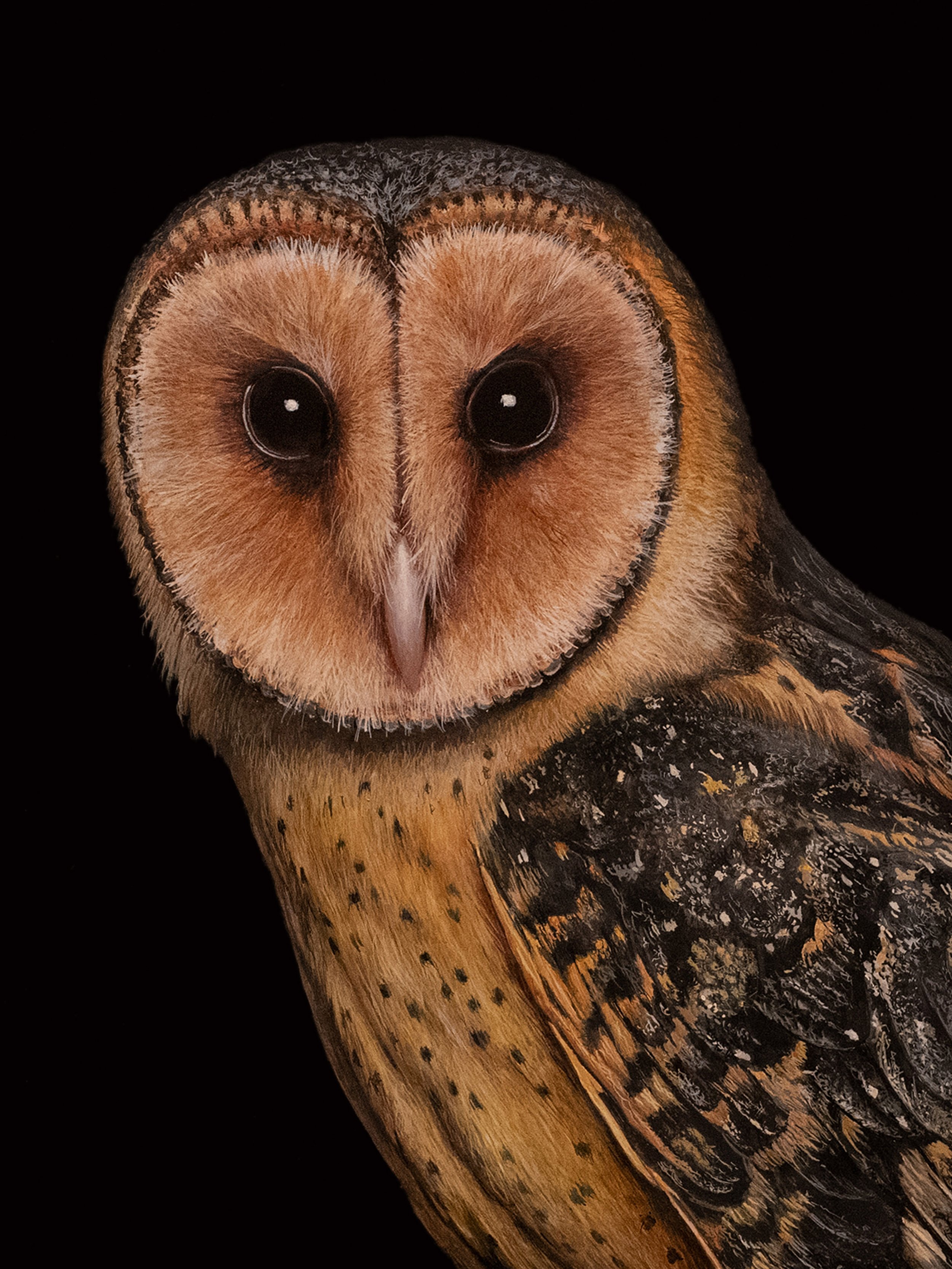 TASMANIAN MASKED OWLƒ copyB.jpg