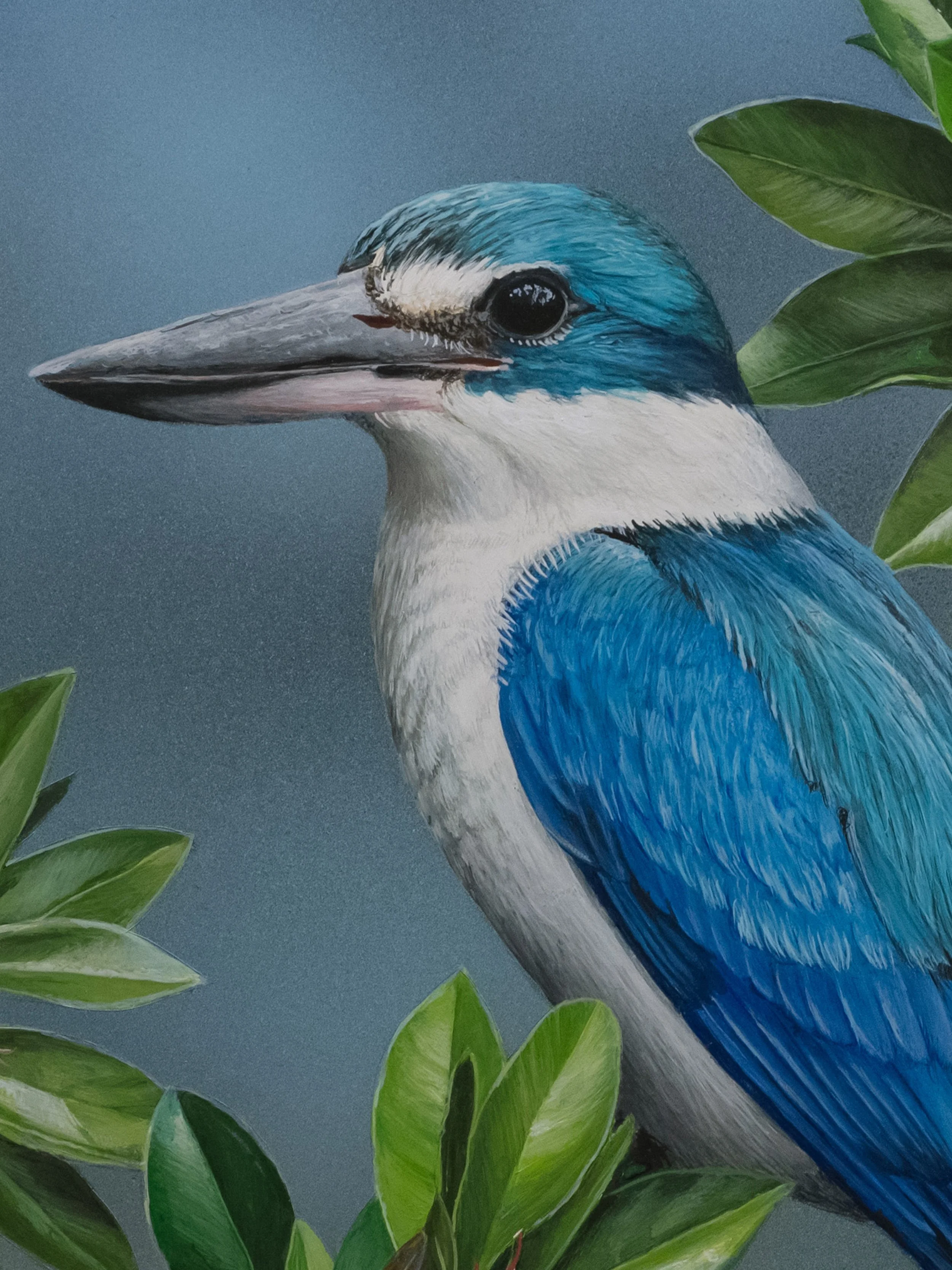 COLLARED KINGFISHERƒ copy 2B.jpg