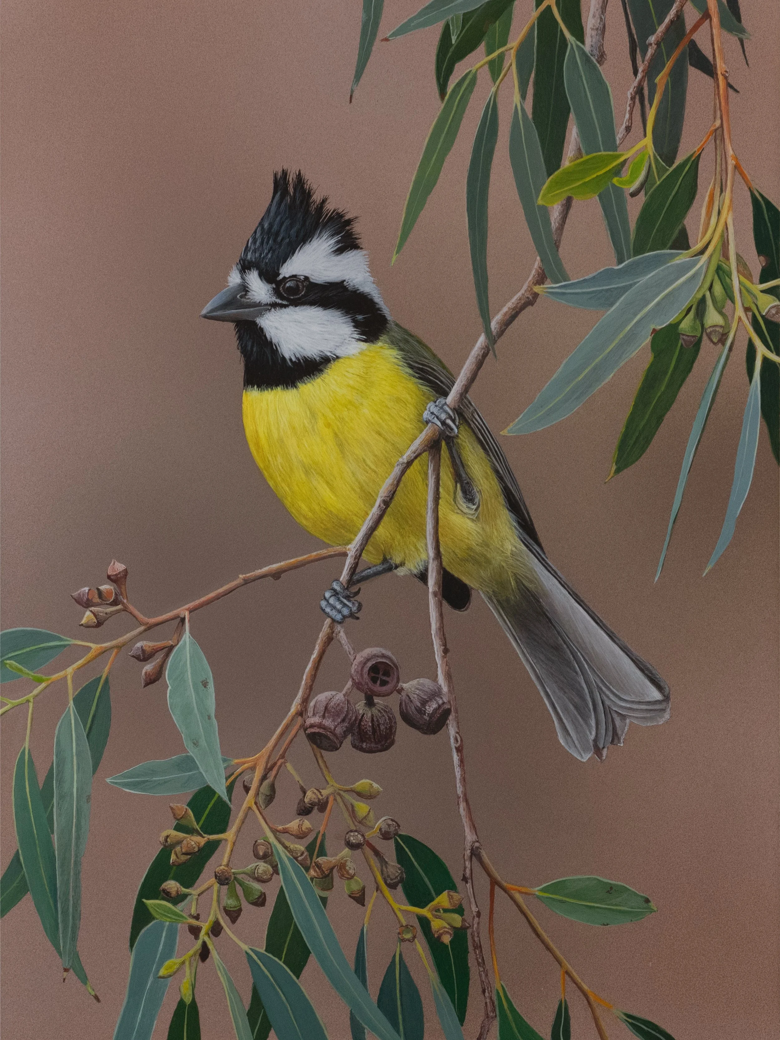 EASTERN SHRIKE-TITƒ copy.jpg