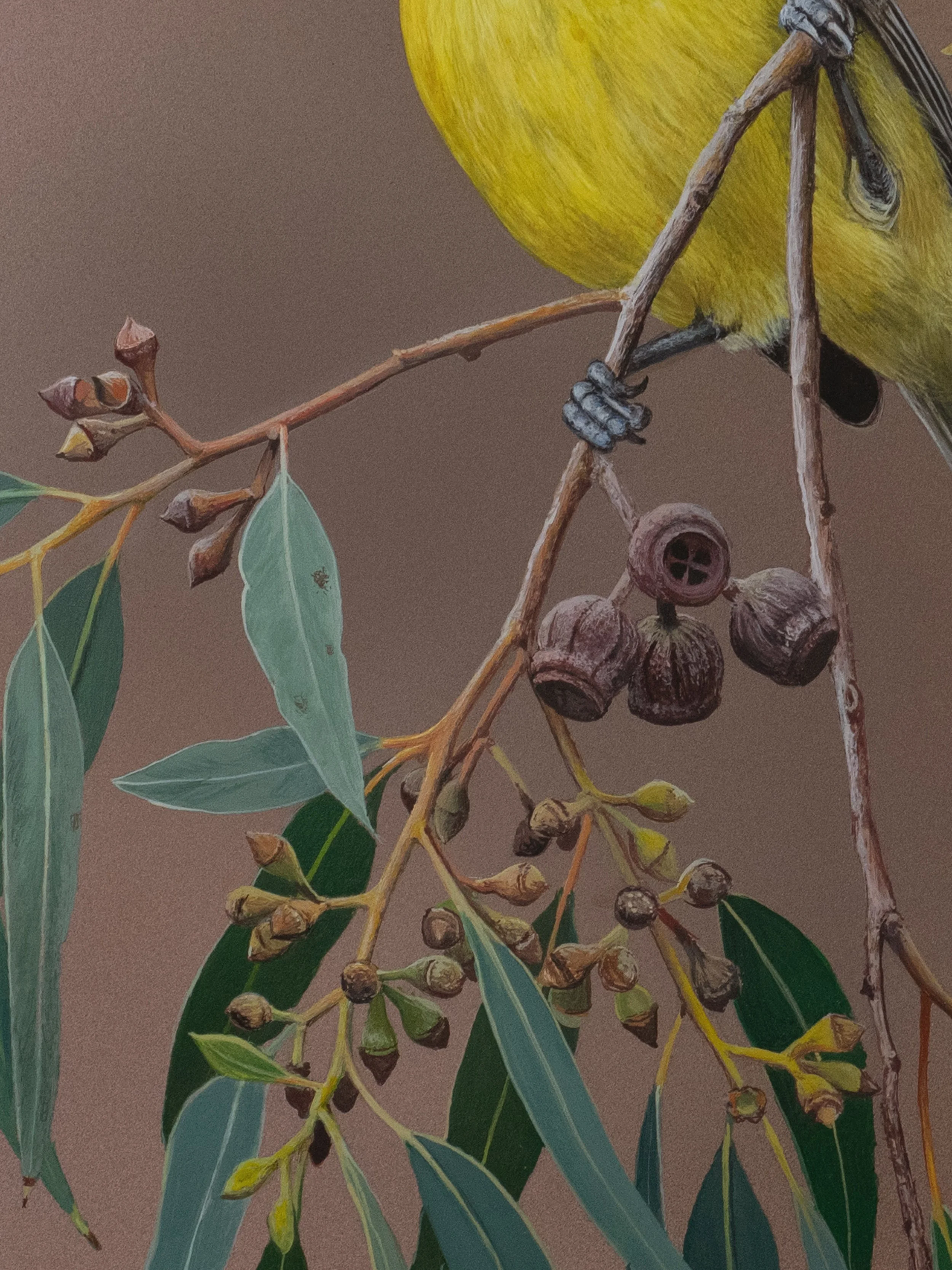 EASTERN SHRIKE-TITƒ copy 2C.jpg