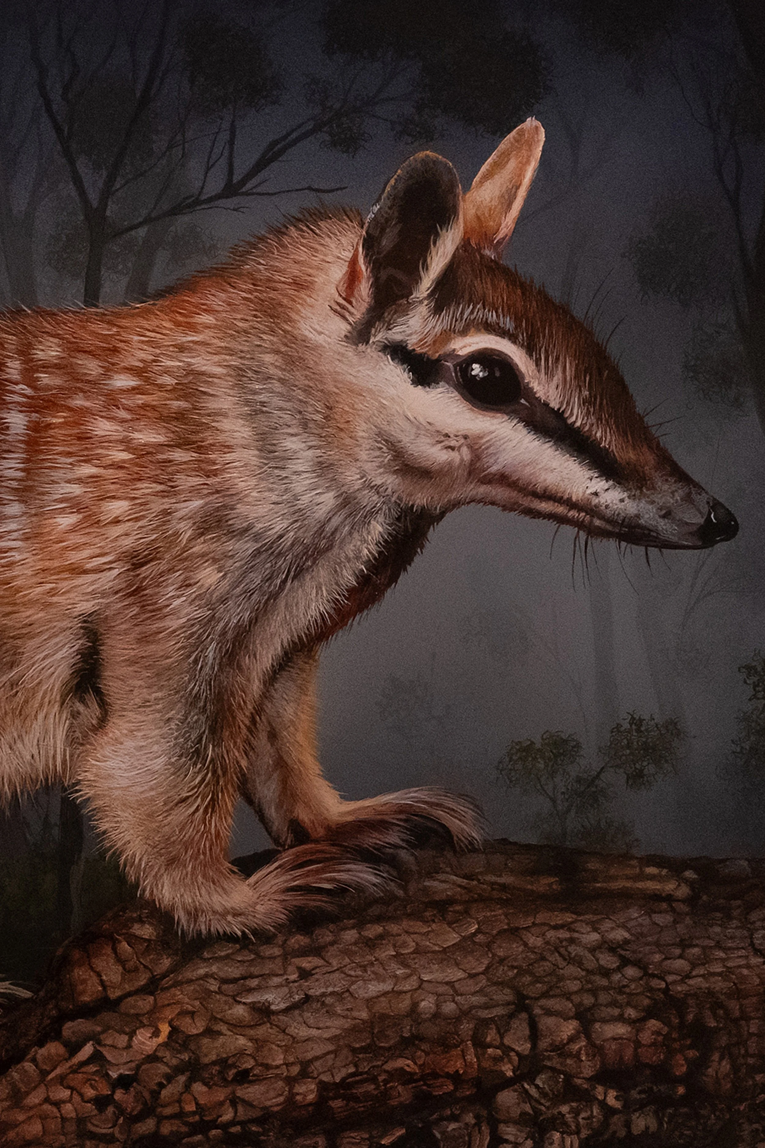 NUMBAT 61 x 46cm copyB.jpg