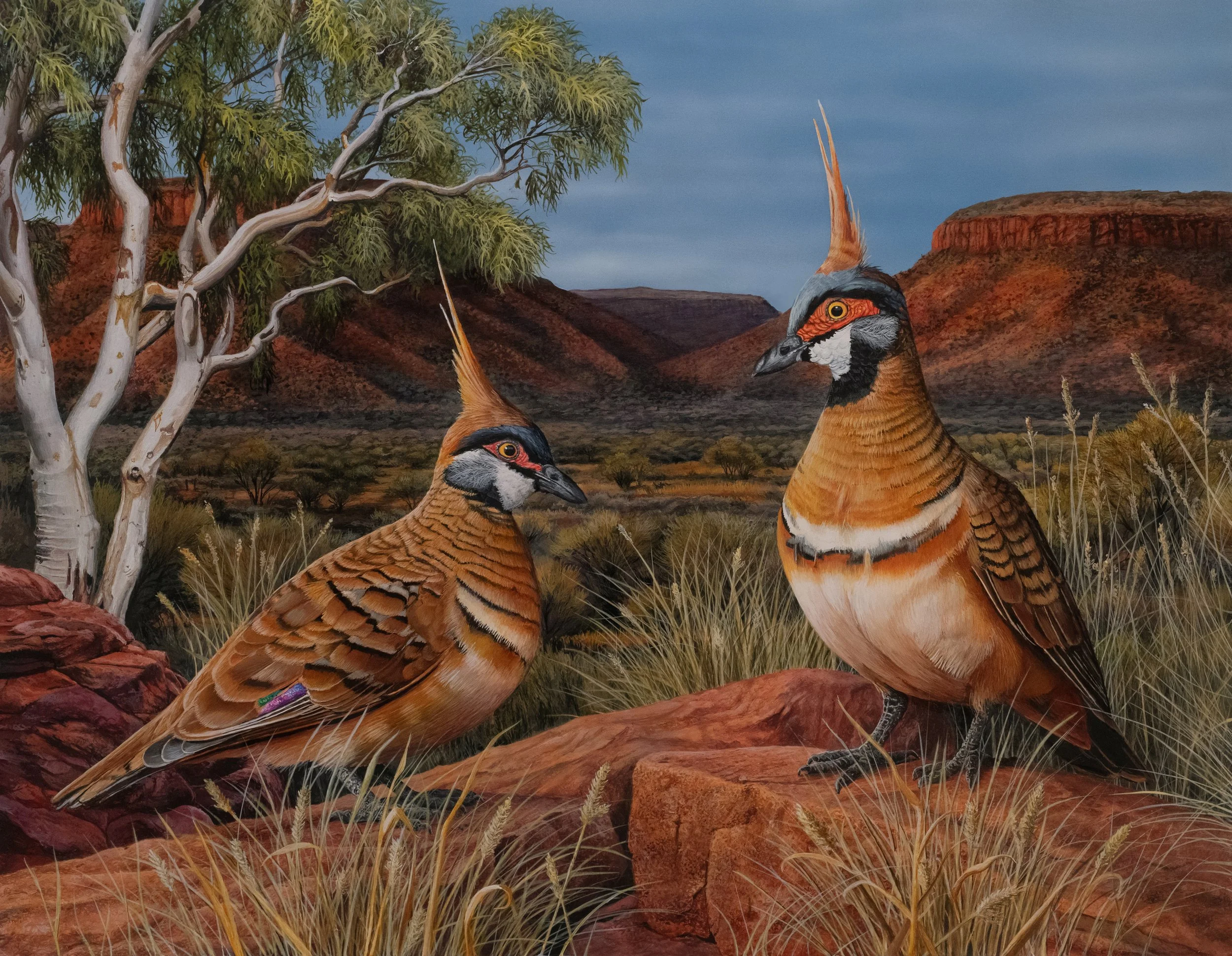 SPINIFEX PIGEONS 508X406 copy.jpg