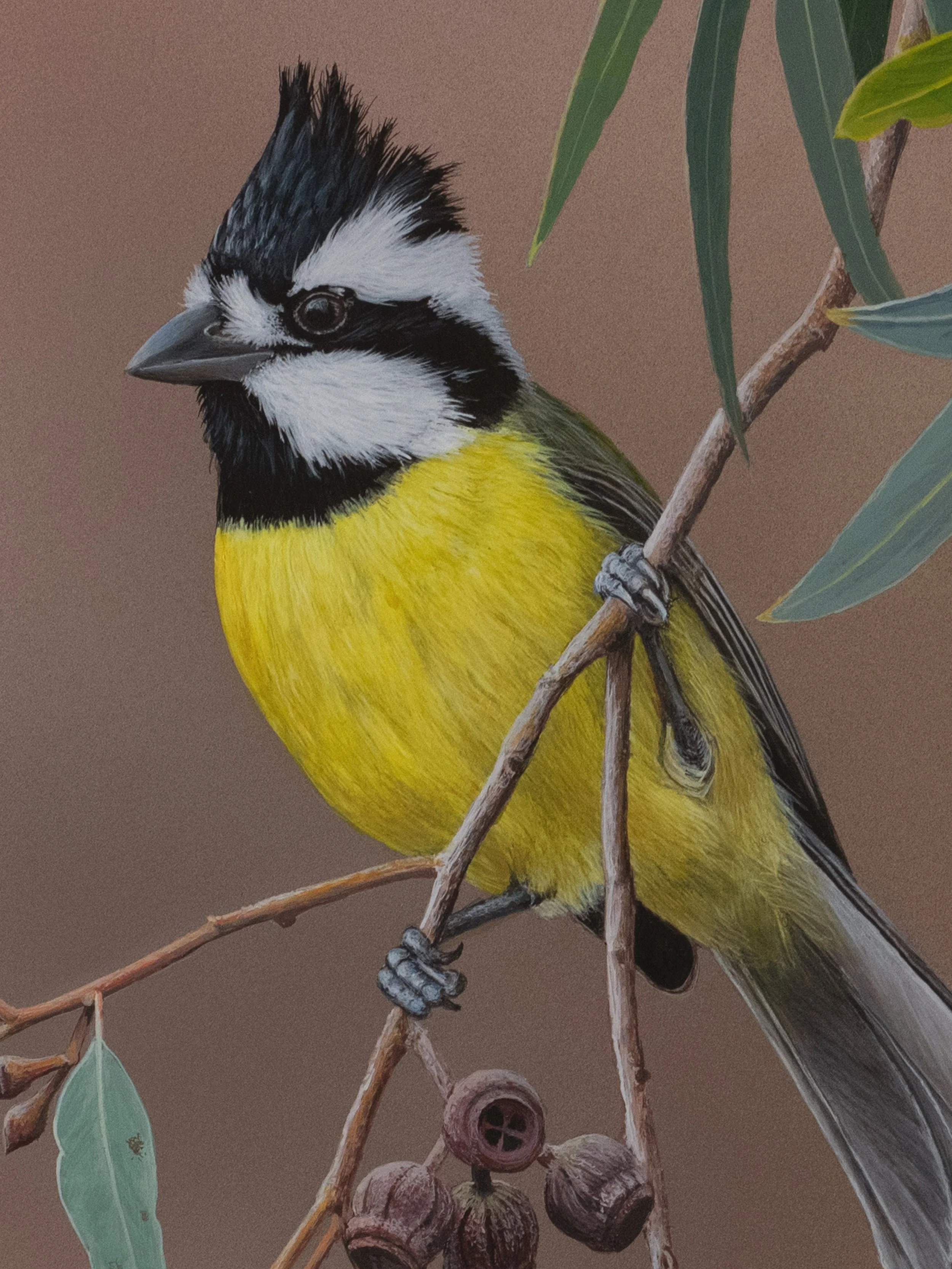 EASTERN SHRIKE-TITƒ copy 2B.jpg