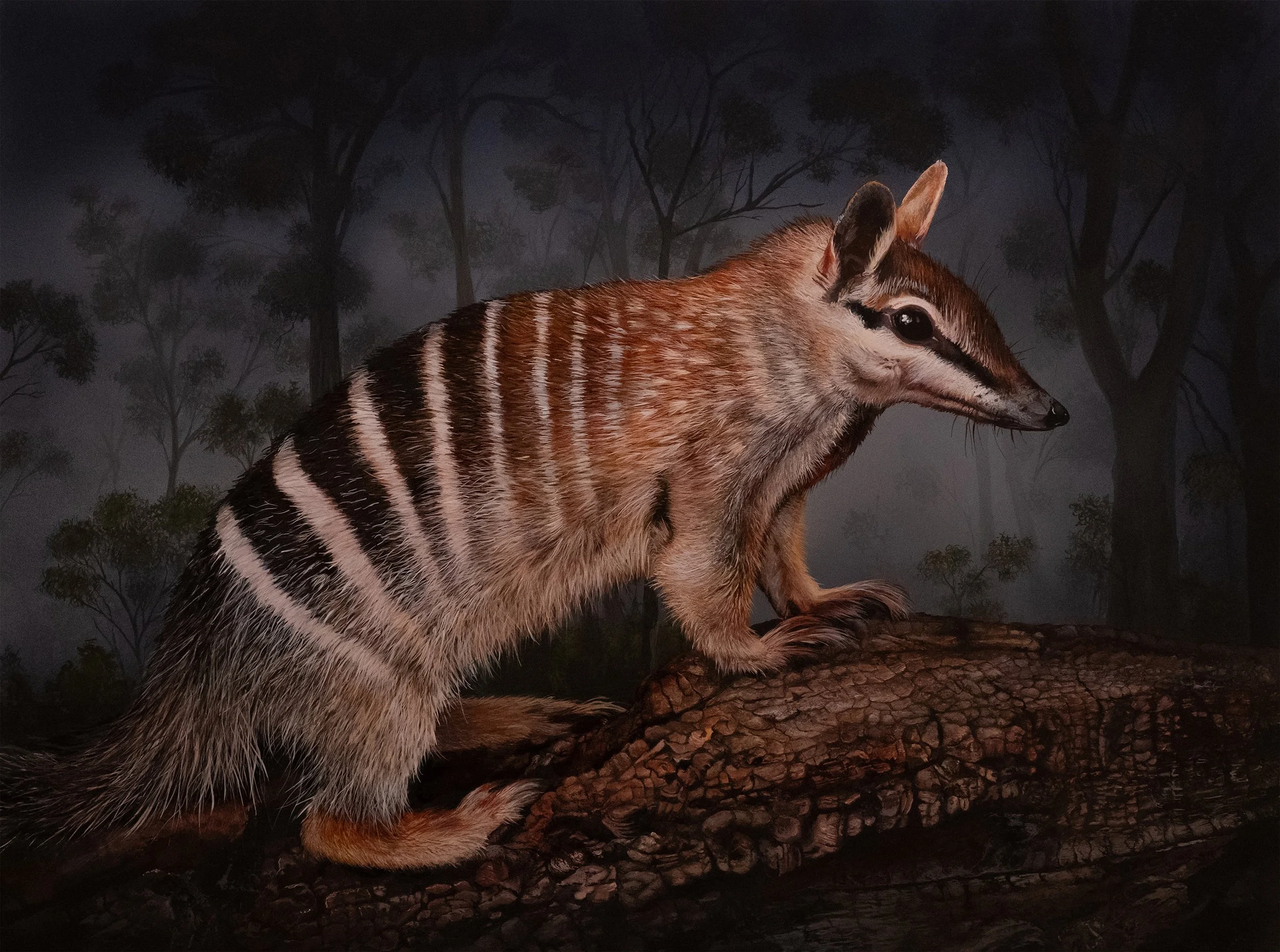 NUMBAT 61 x 46cm.jpg