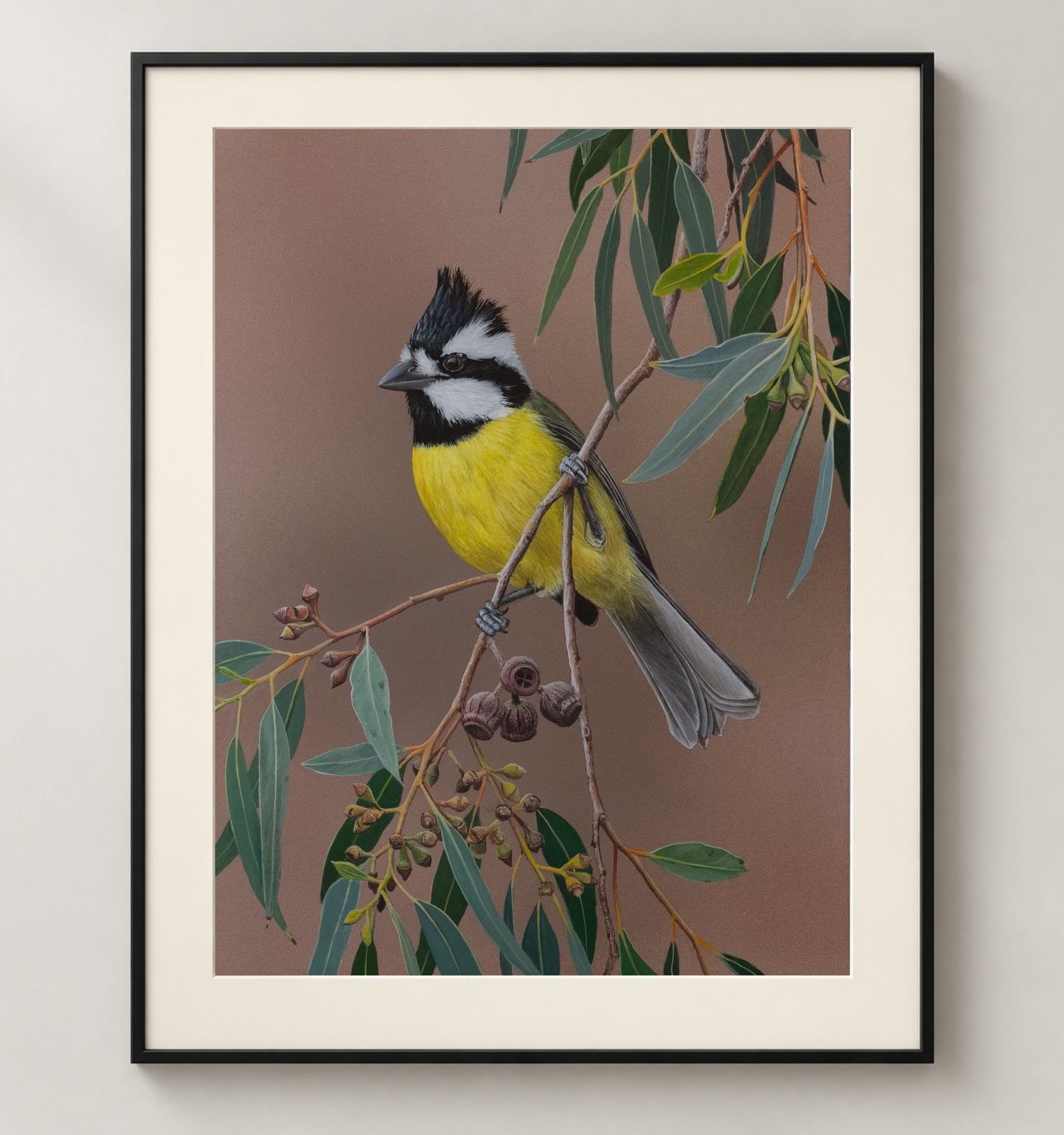 Eastern-Shriketit-Black.png