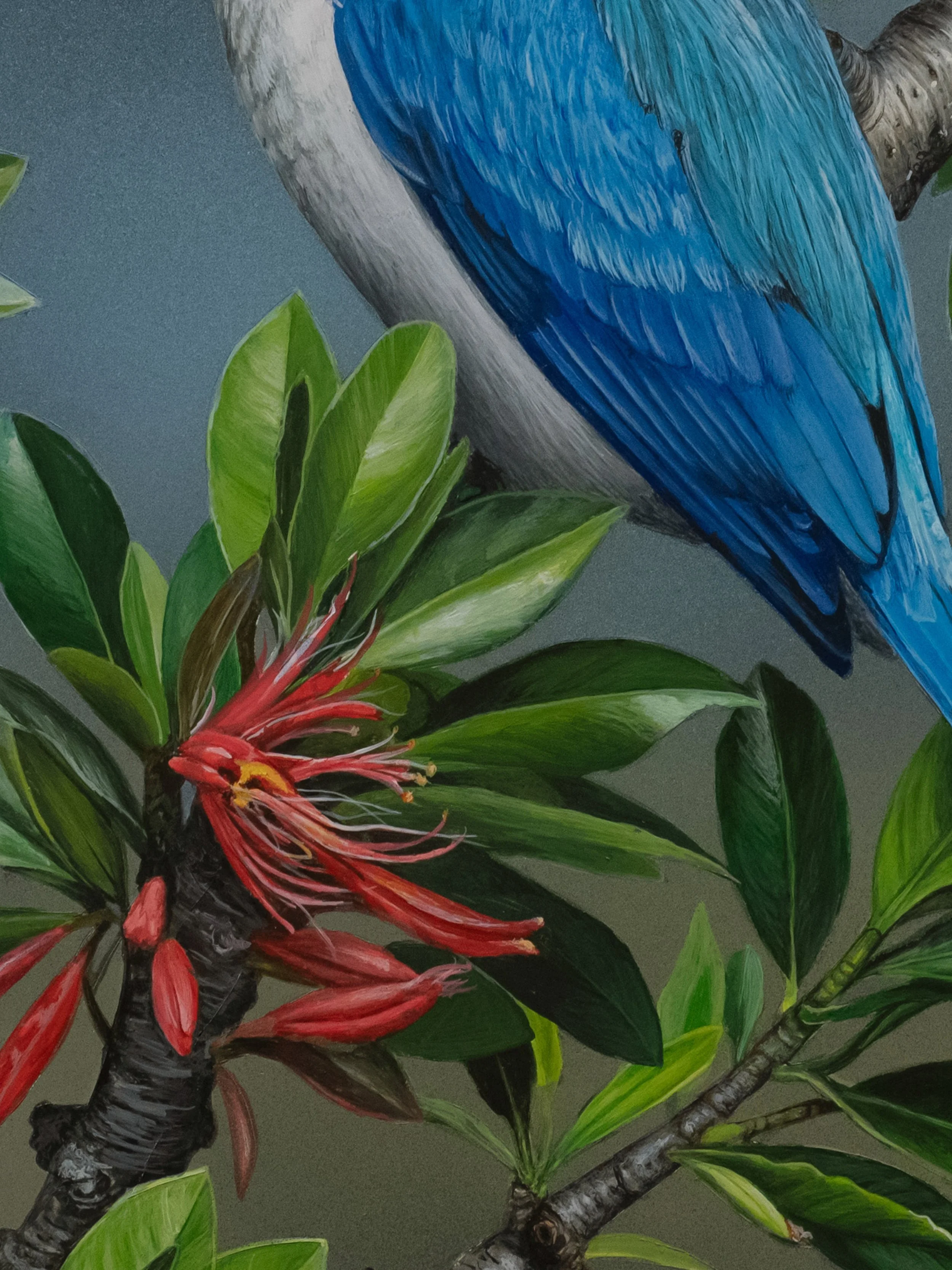 COLLARED KINGFISHERƒ copy 2C.jpg