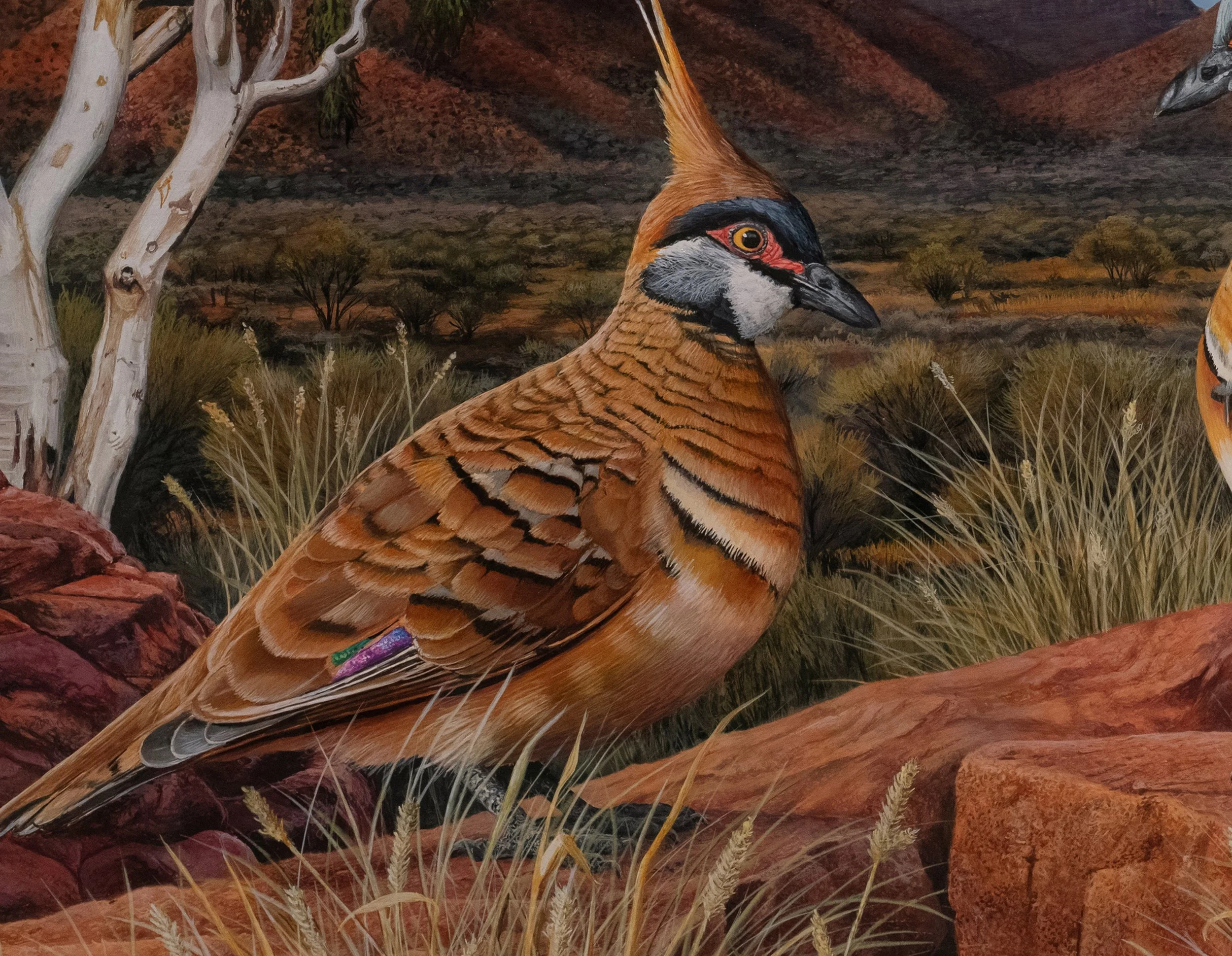 SPINIFEX PIGEONS 508X406 copy 2B.jpg