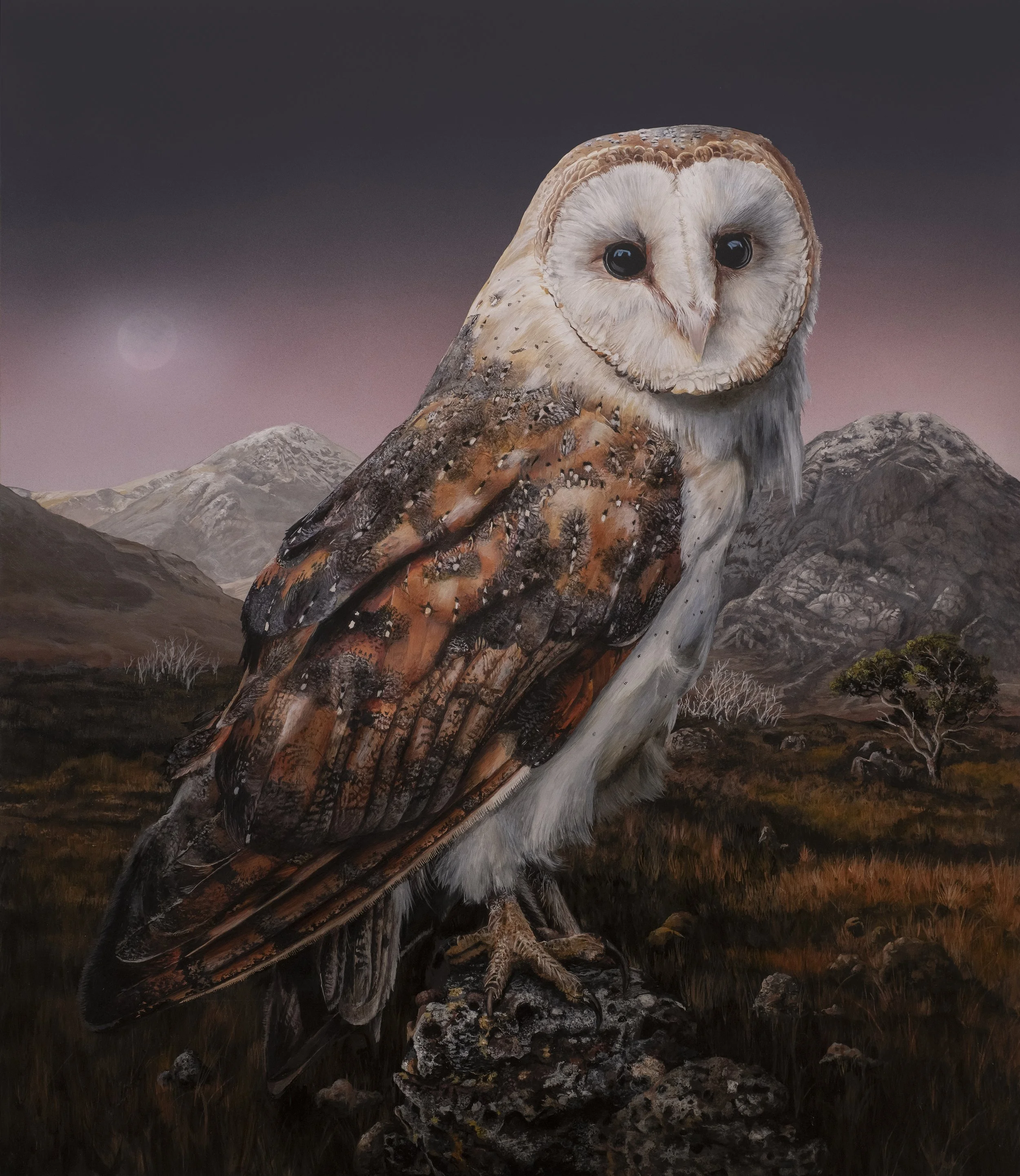 BARN OWL.jpg