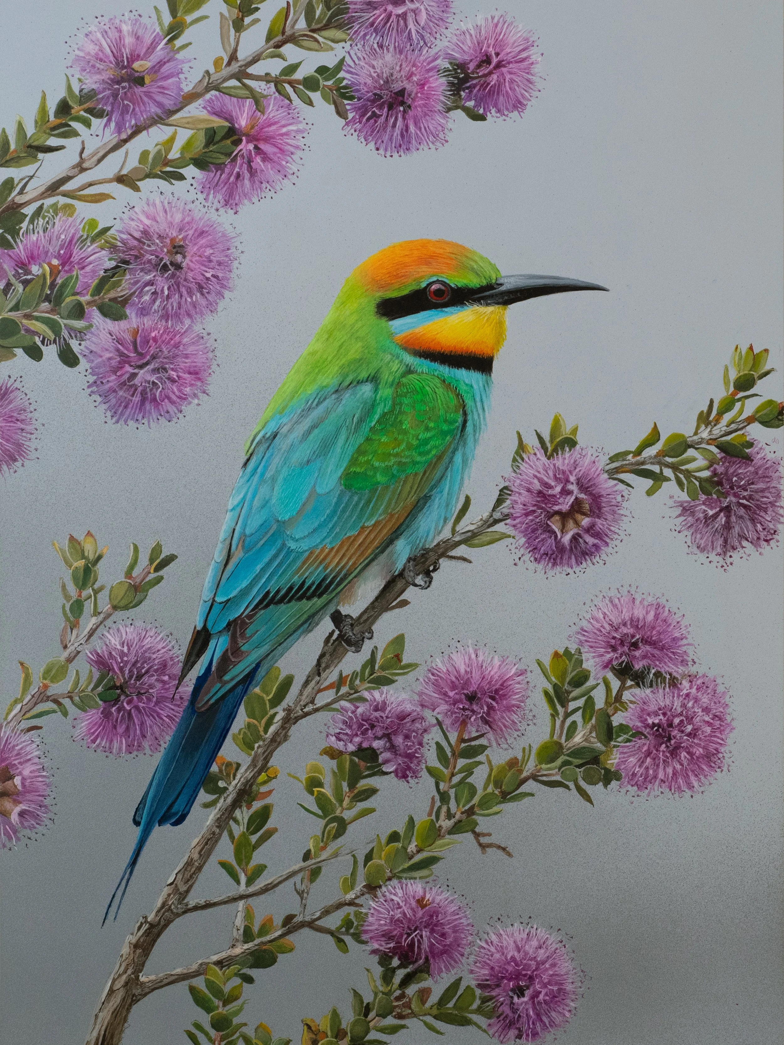 Rainbow Bee-eater