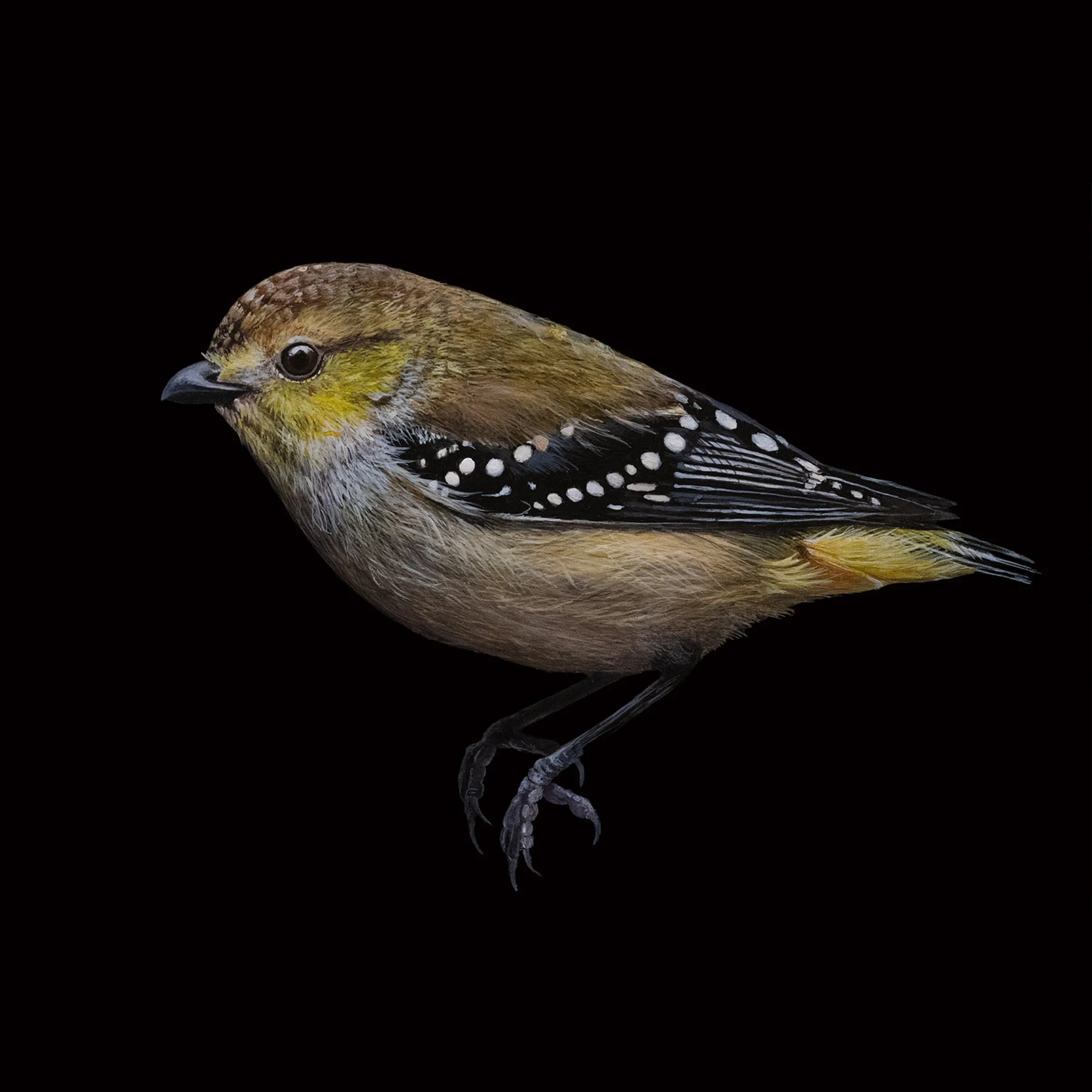 FORTY-SPOTTED PARDALOTEƒ copy 2.jpg
