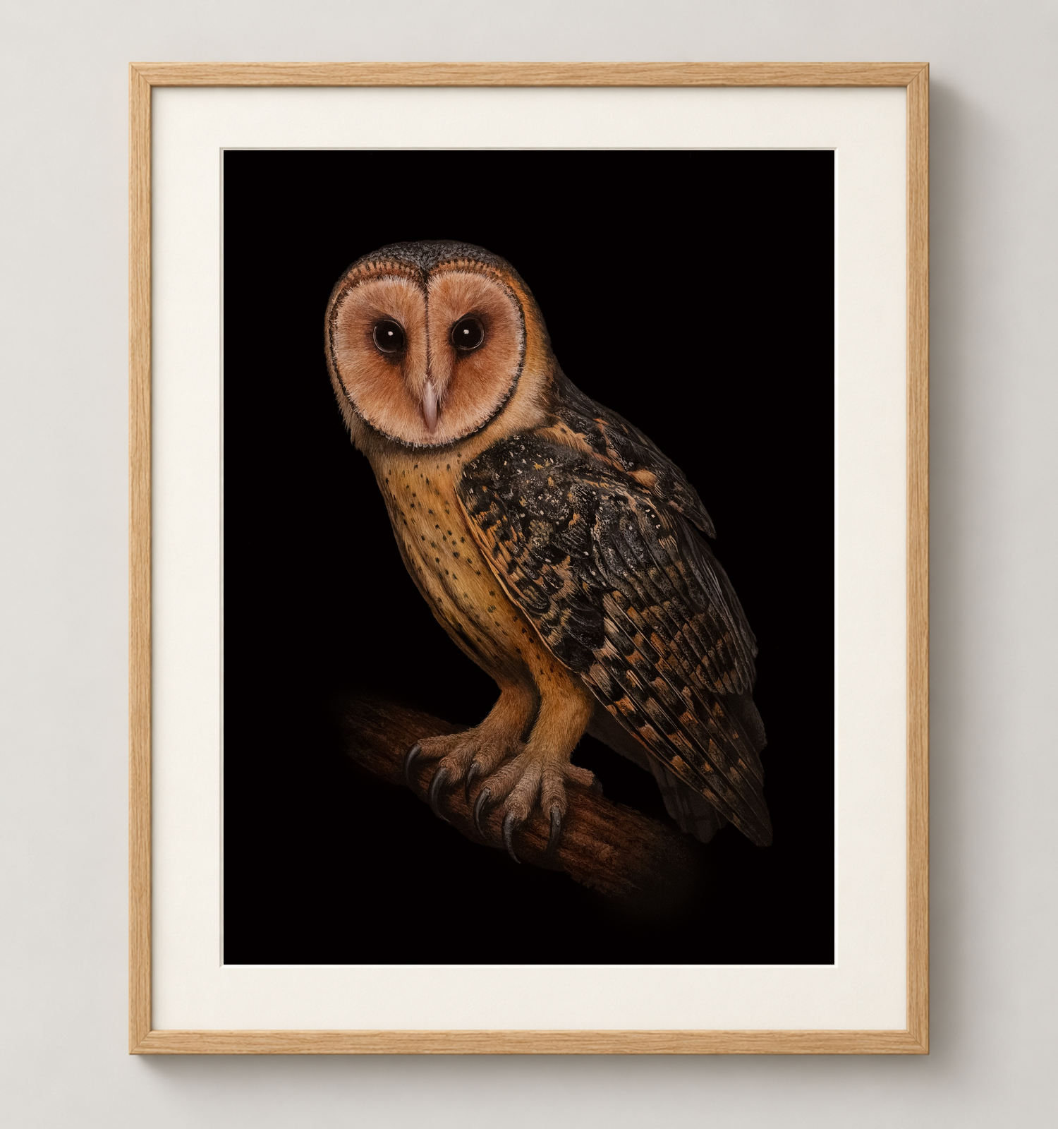 Tasmanian-Masked-Owl-Oak.png