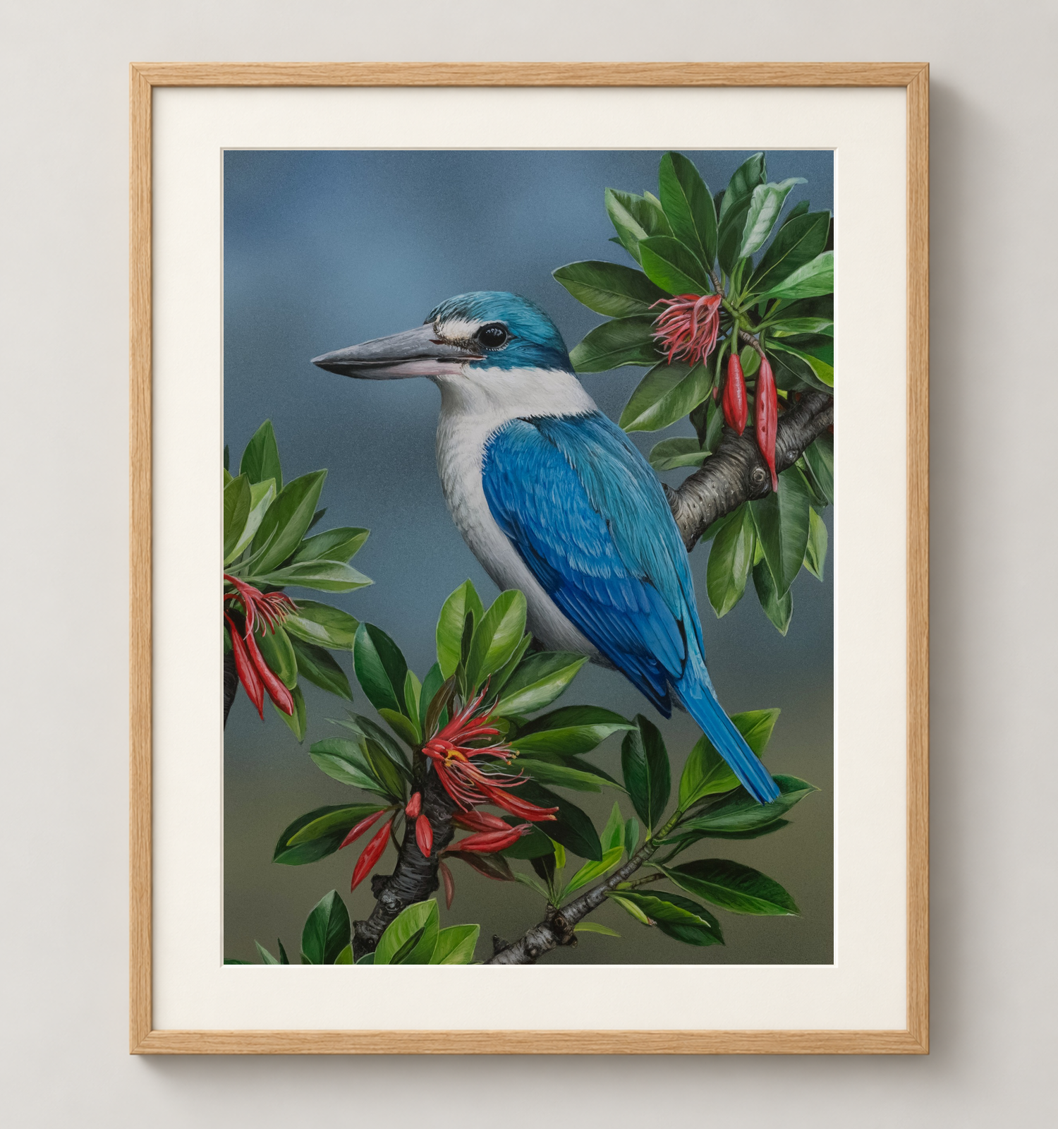 Collared-Kingfisher-Oak.png