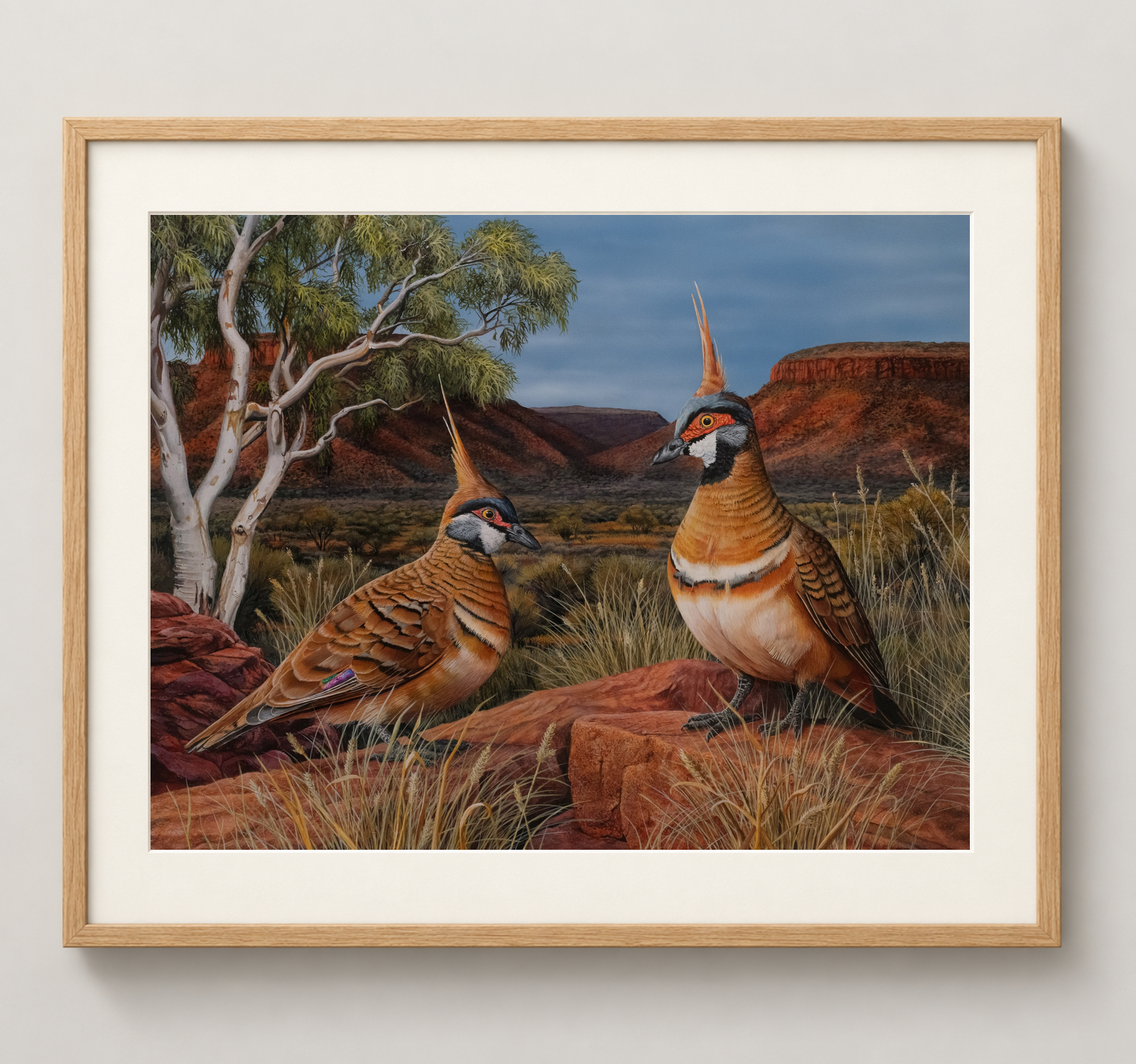 Spinifex-Pigeons-Oak.png