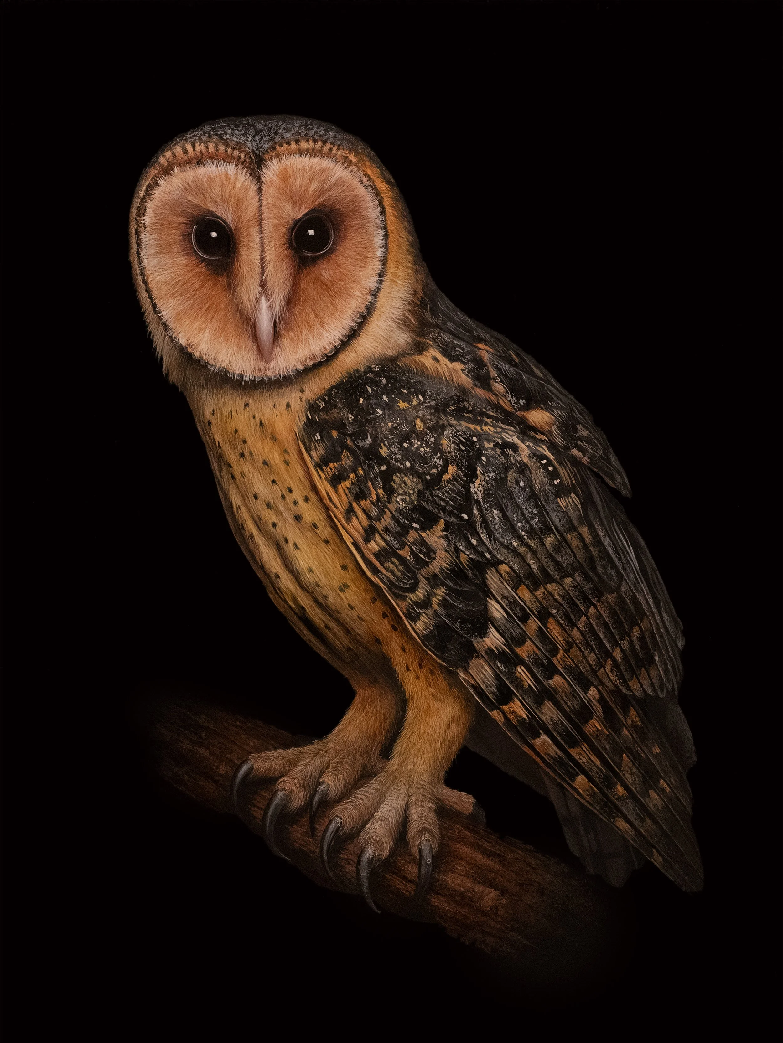 TASMANIAN MASKED OWLƒ copy.jpg