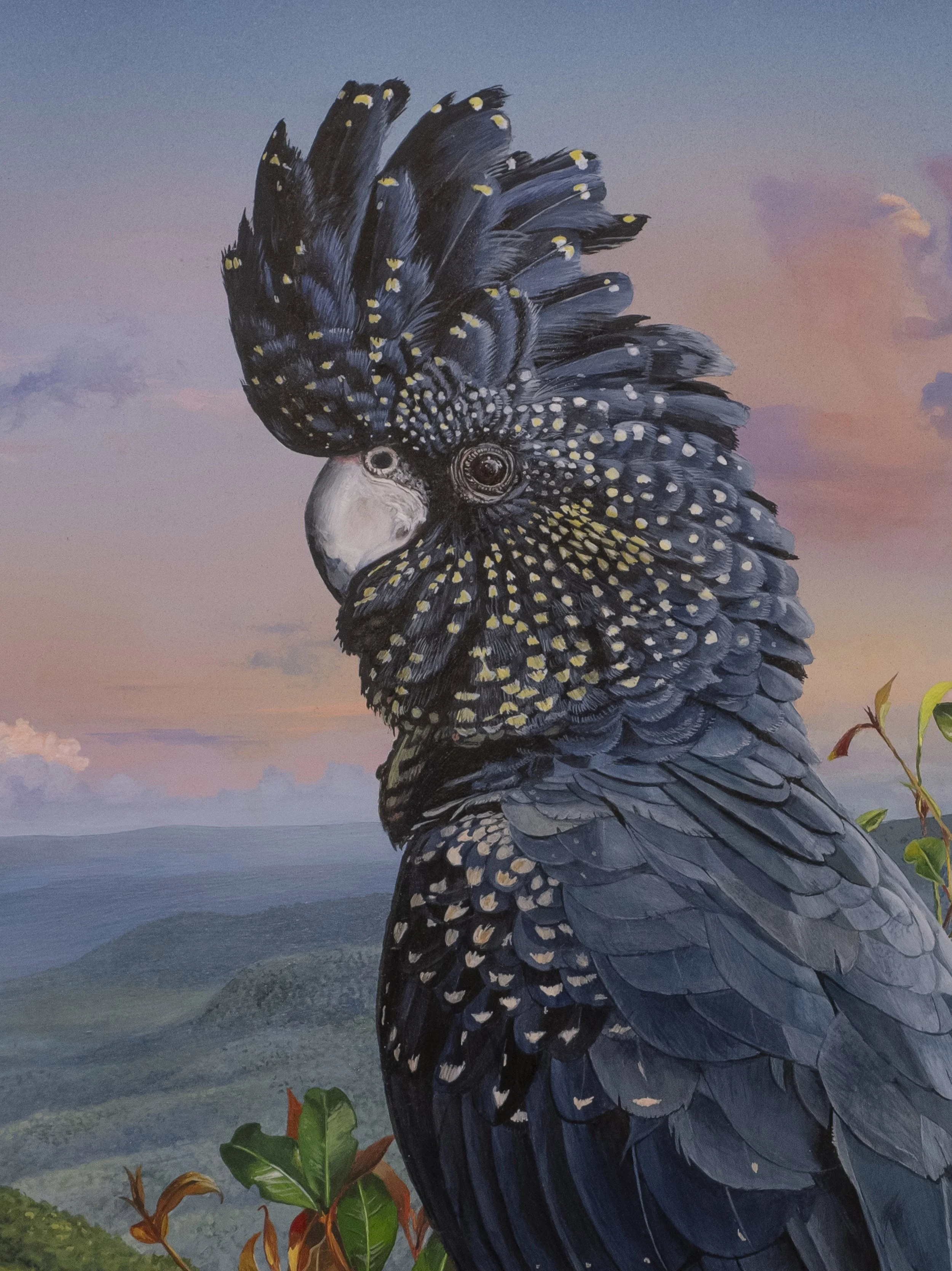 RED-TAILED BLACK-COCKATOOƒ MASTER detail.jpg