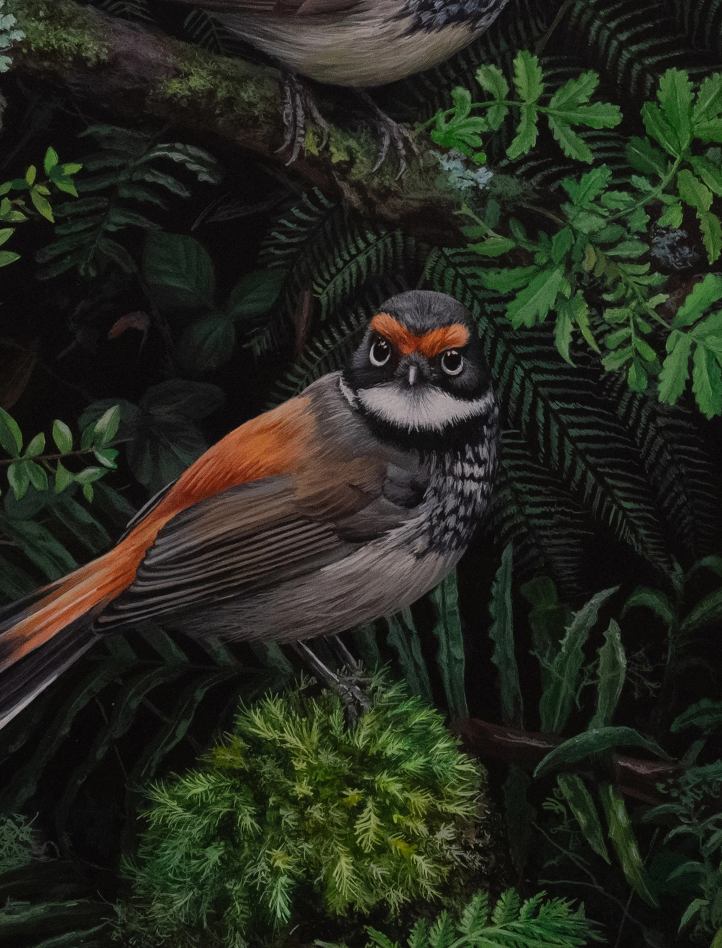 RUFOUS FANTAILS 228X306MM copy2B.jpg