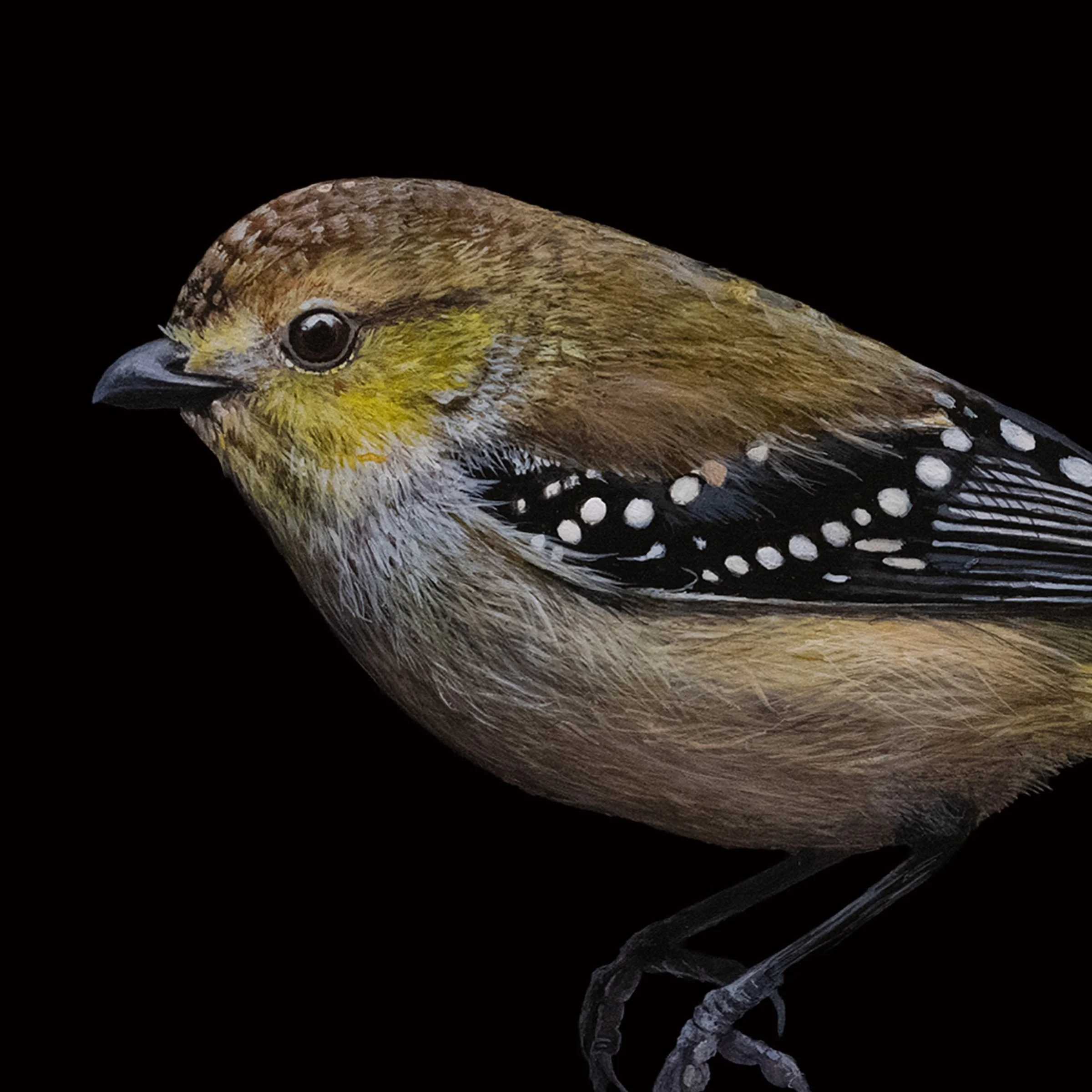 FORTY-SPOTTED PARDALOTEƒ copy 3B.jpg