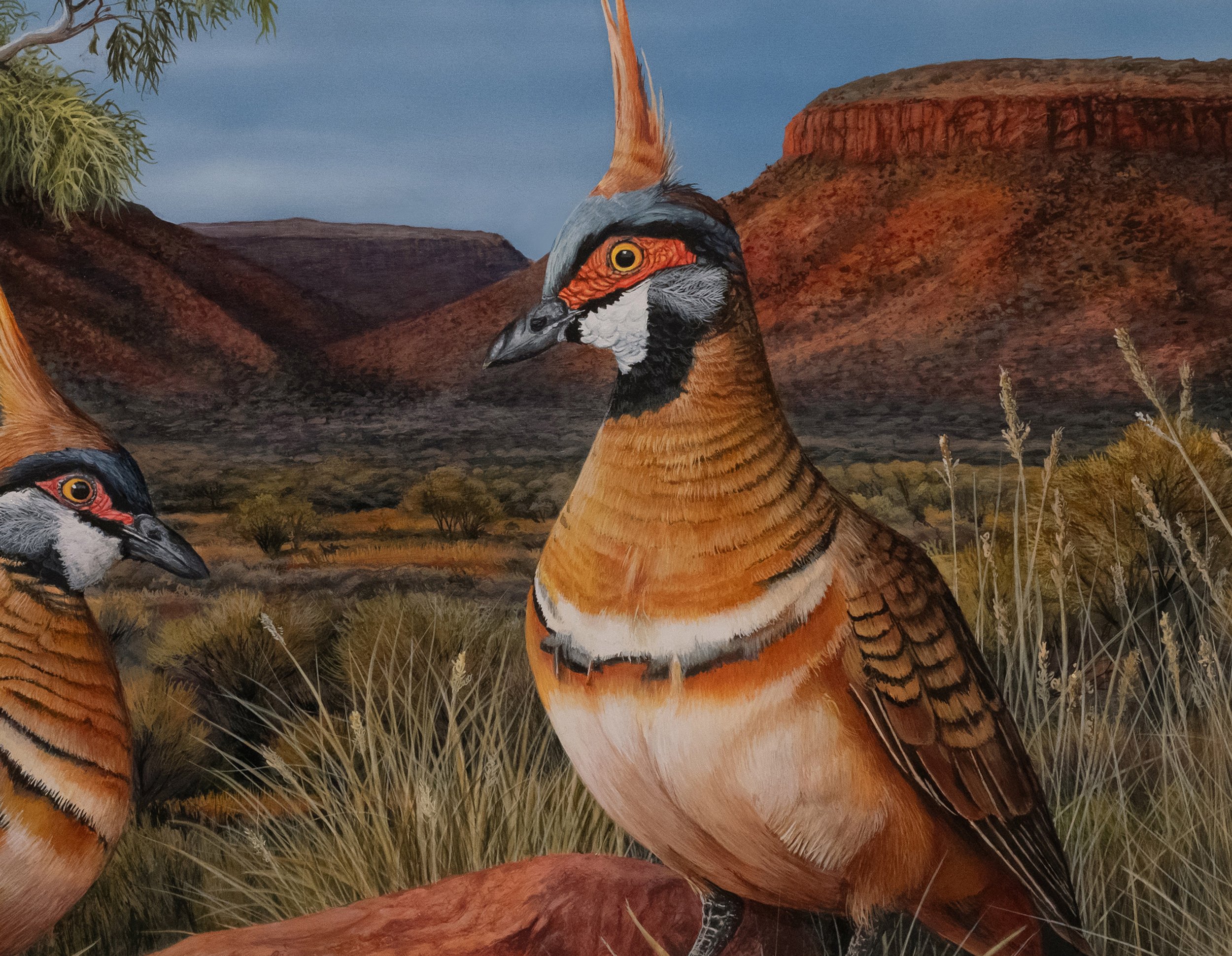 SPINIFEX PIGEONS 508X406 copy 2A.jpg