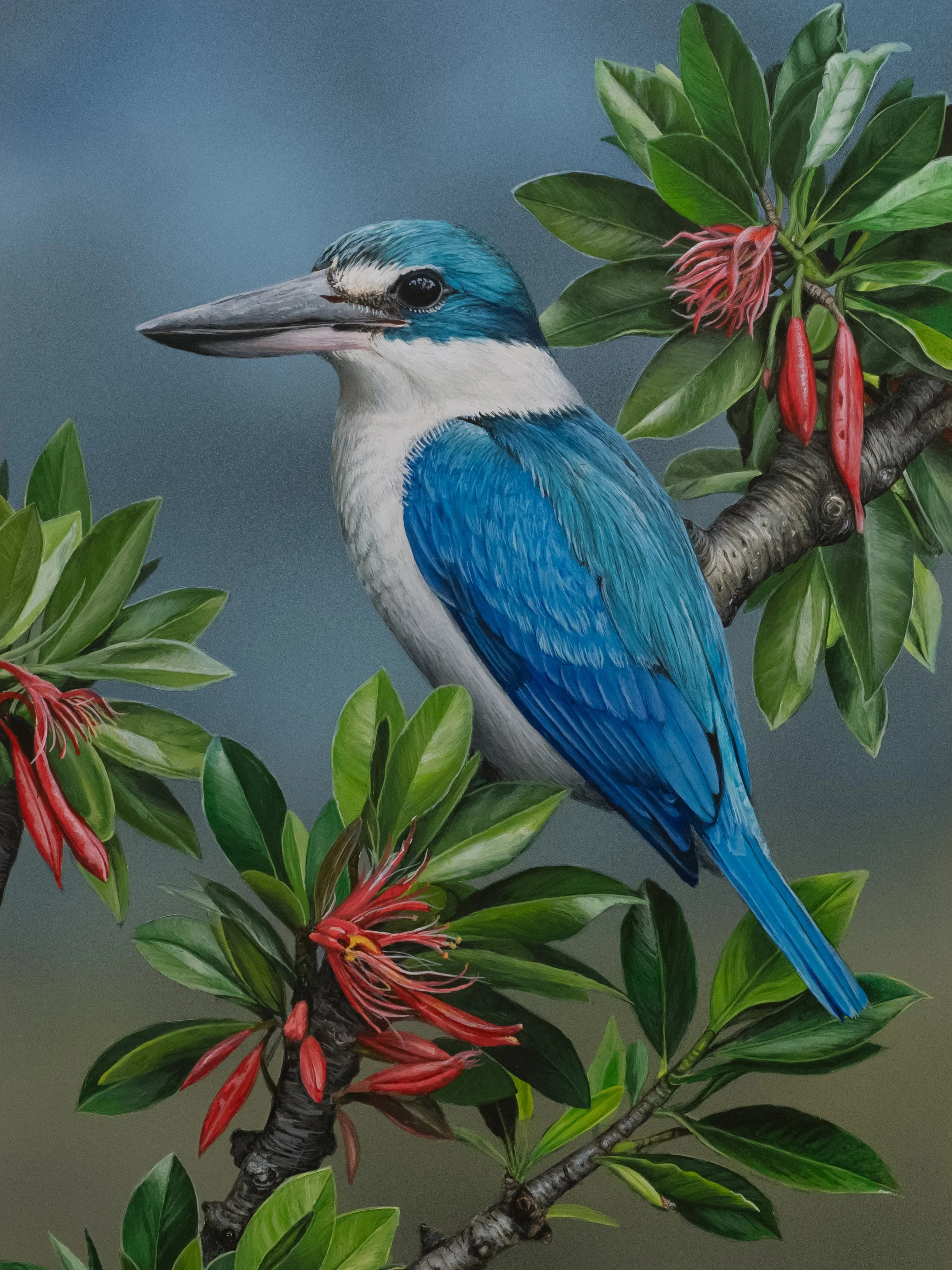 Collared Kingfisher