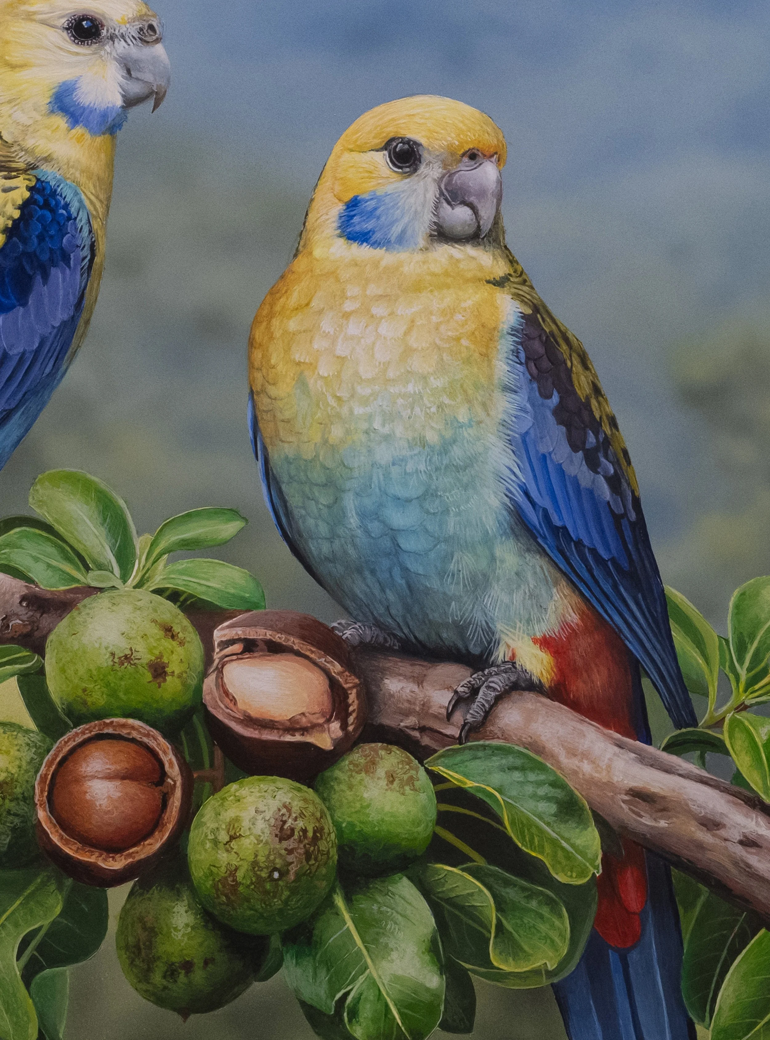 PALE-HEADED ROSELLA V2 copy 2C.jpg