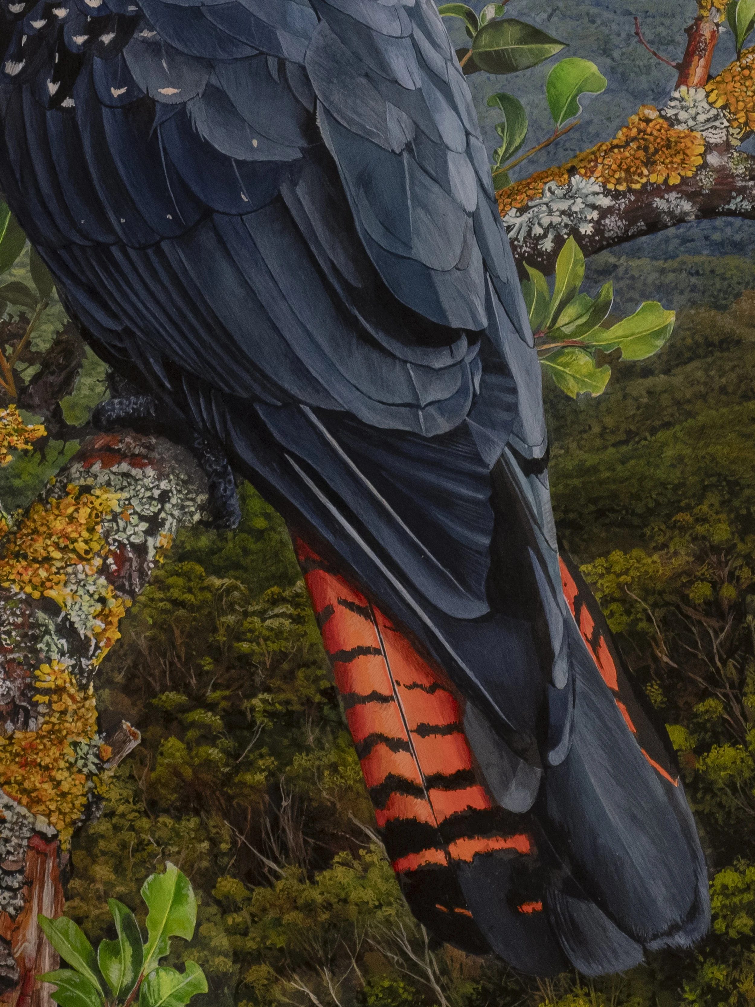 RED-TAILED BLACK-COCKATOOƒ MASTER copy 3.jpg