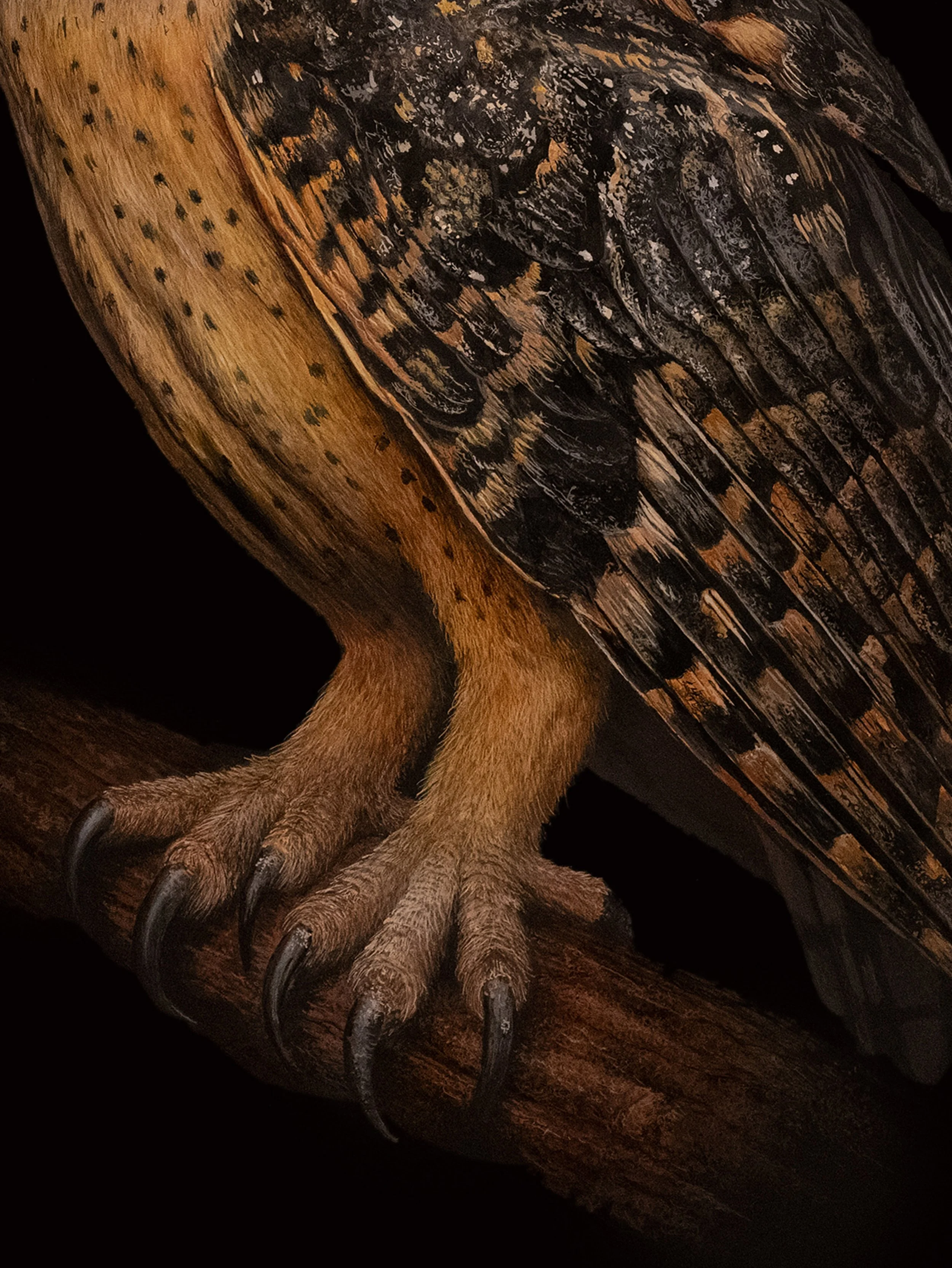 TASMANIAN MASKED OWLƒ copyC copy.jpg