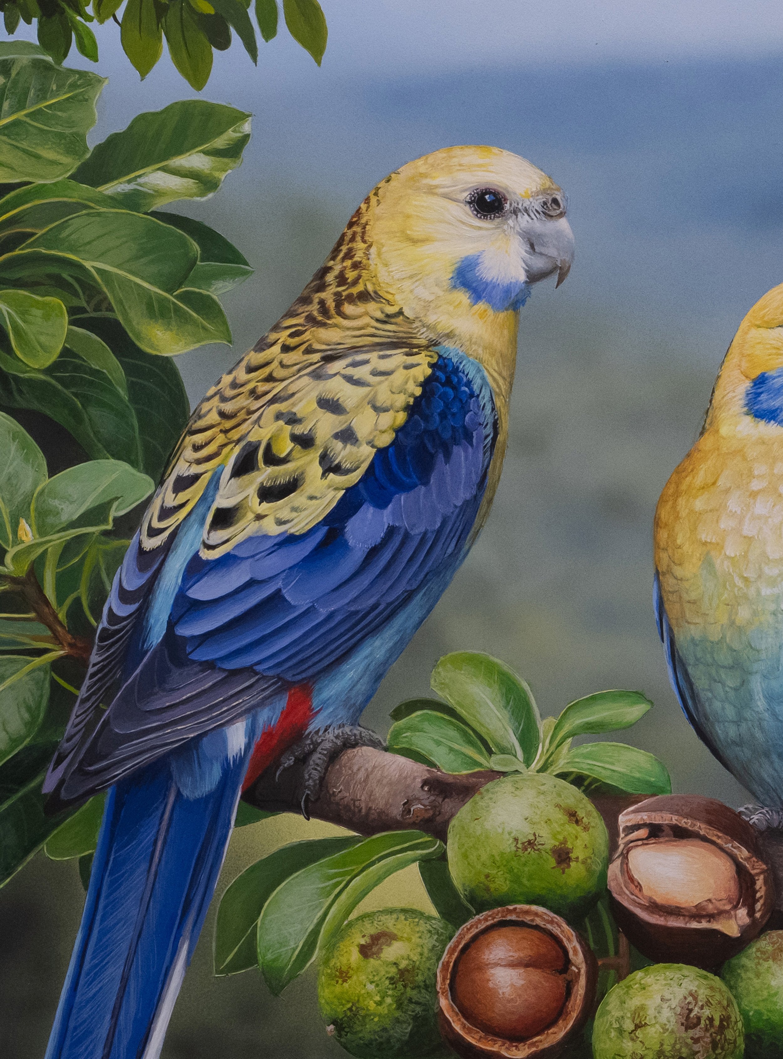 PALE-HEADED ROSELLA V2 copy 2B.jpg