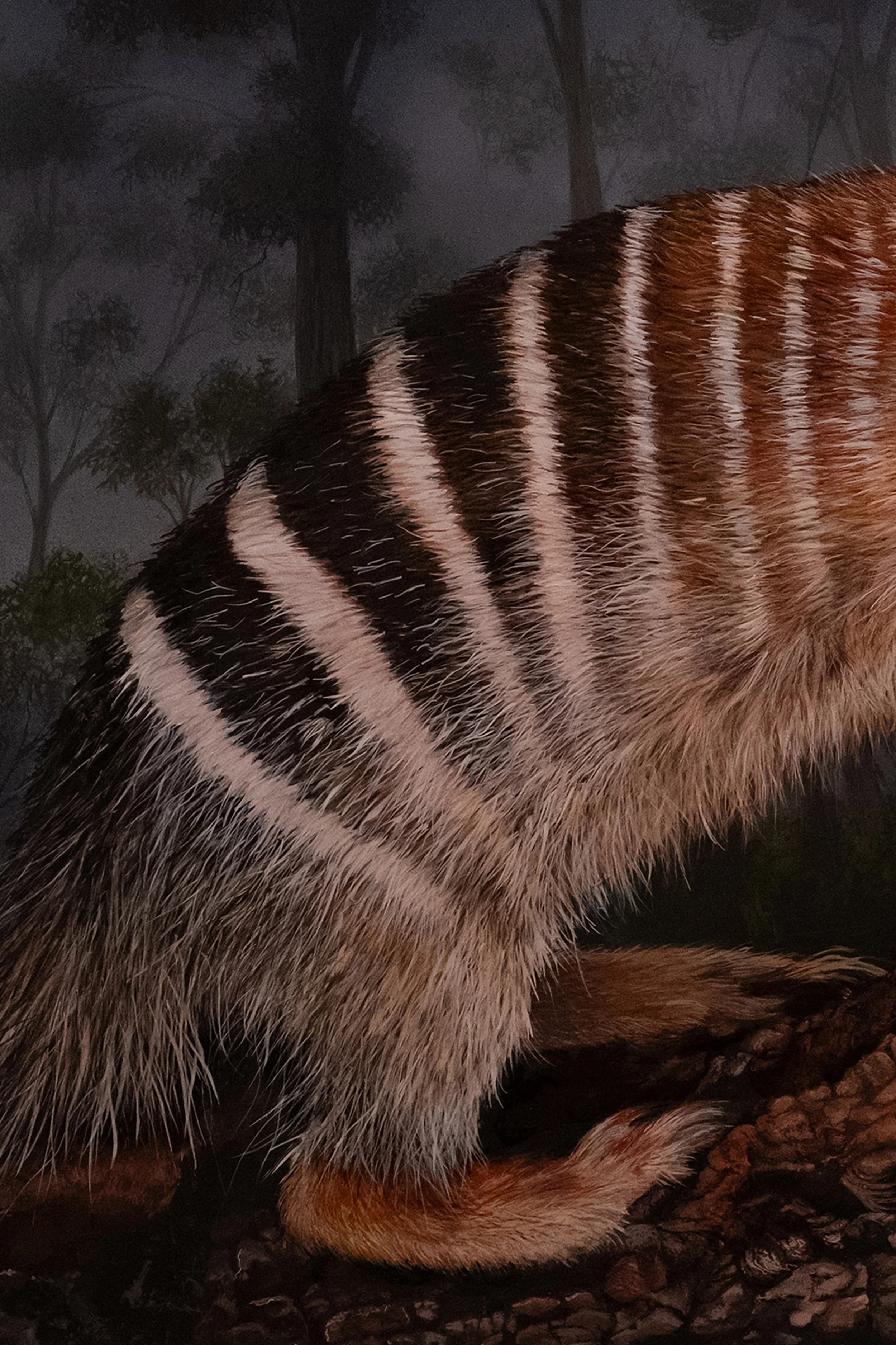 NUMBAT 61 x 46cm copyC.jpg