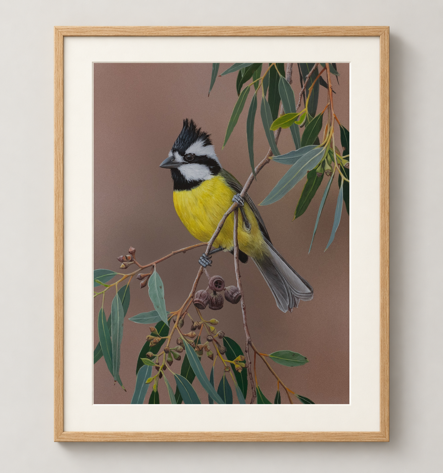 Eastern-Shriketit-Oak.png