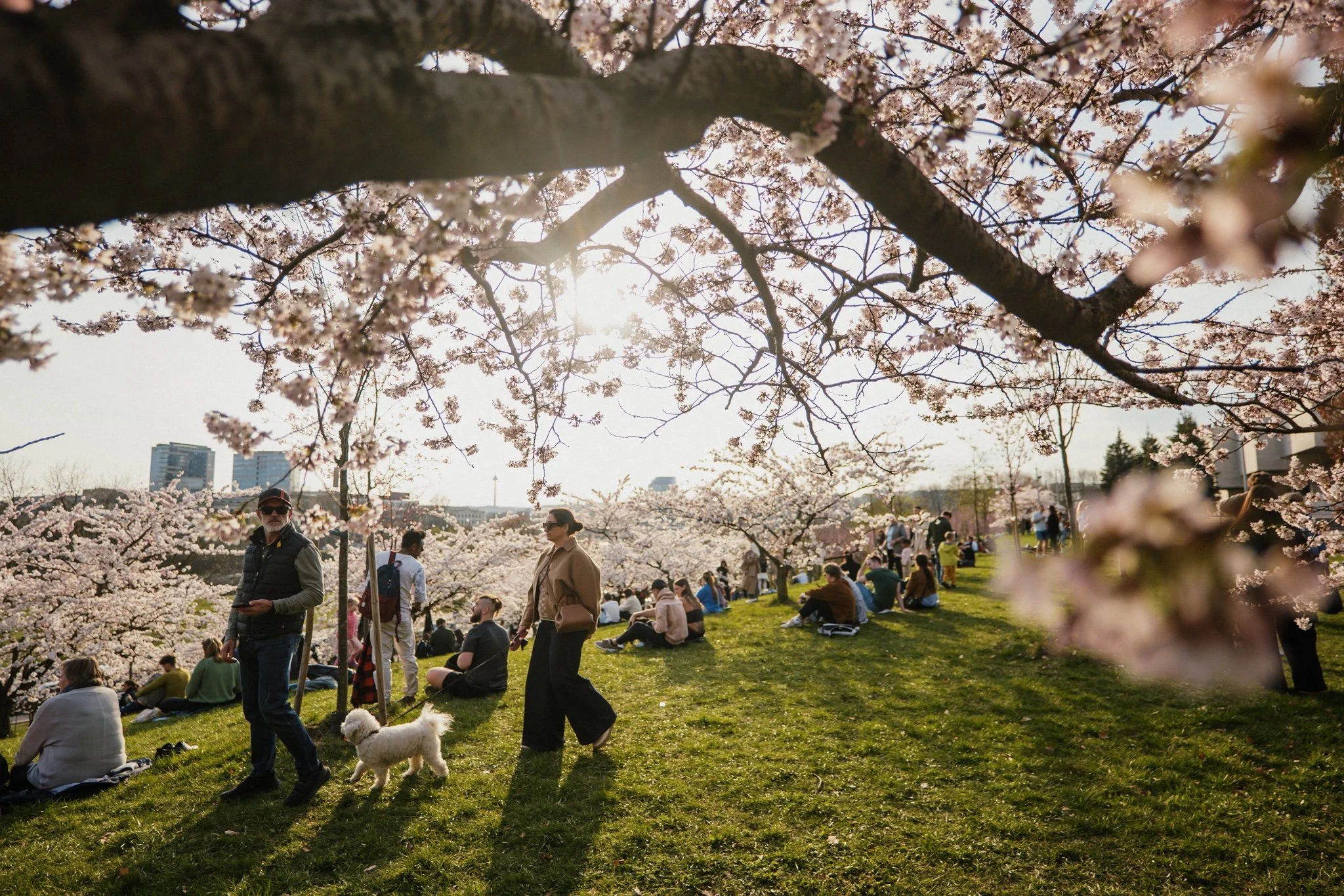 GoVilnius-Sakura-Park-Spring-Ahoy-2025-Small (16).jpg