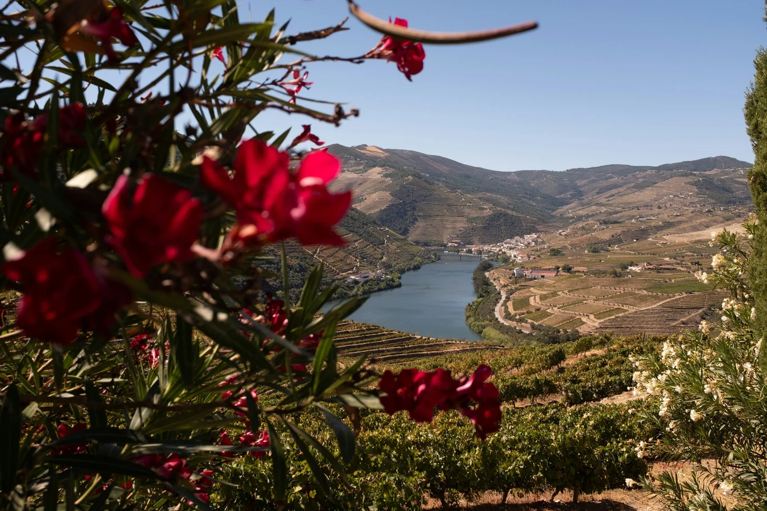 WINE SERIES: DOURO VALLEY, PORTUGAL