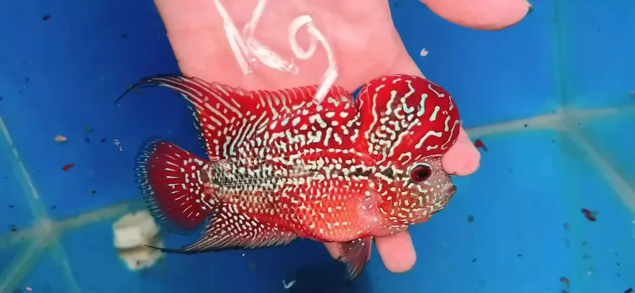 Kamfa F3 High quality #123